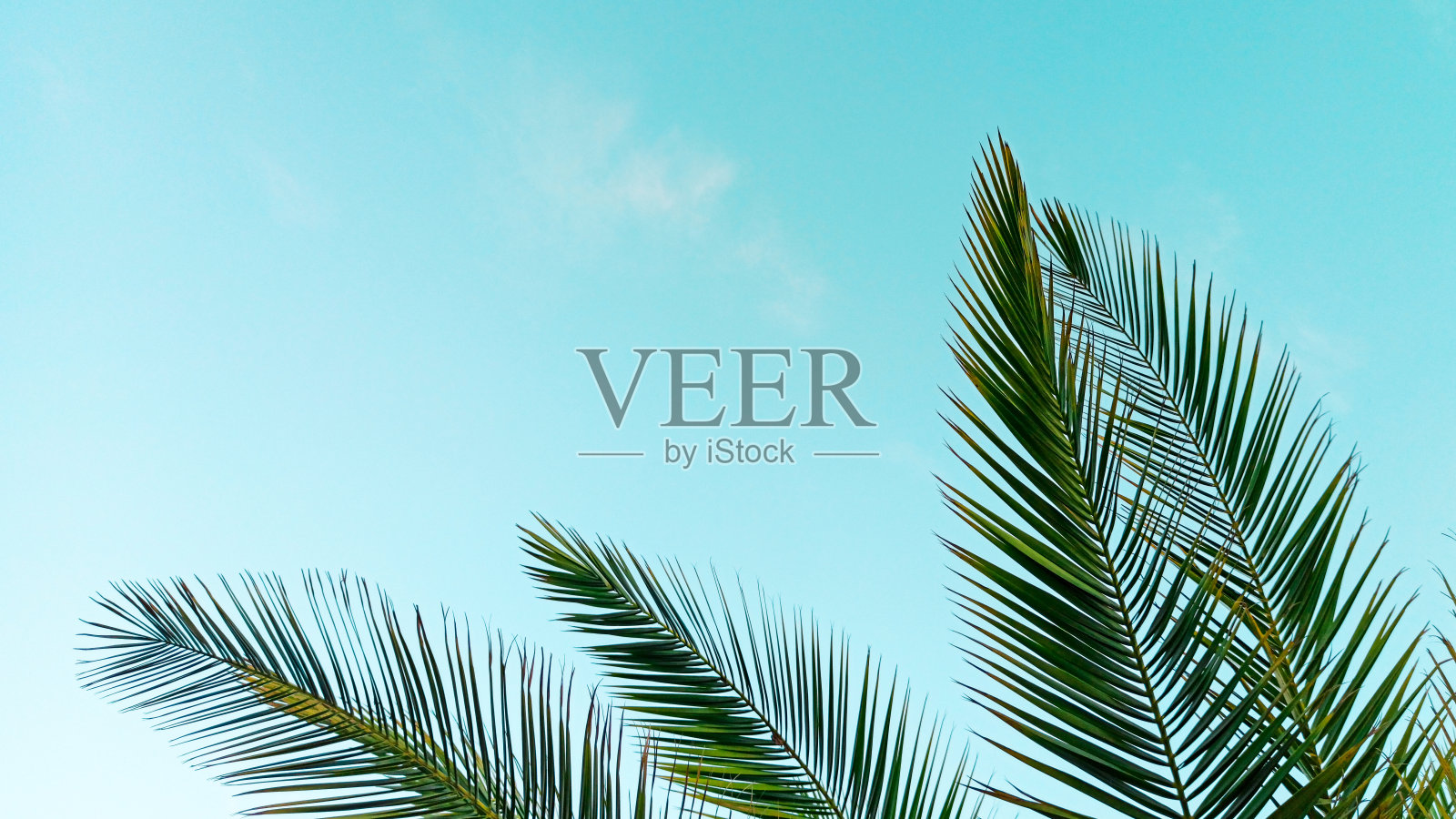 手掌在蓝天背景上。热带棕榈叶。暑假的概念照片摄影图片