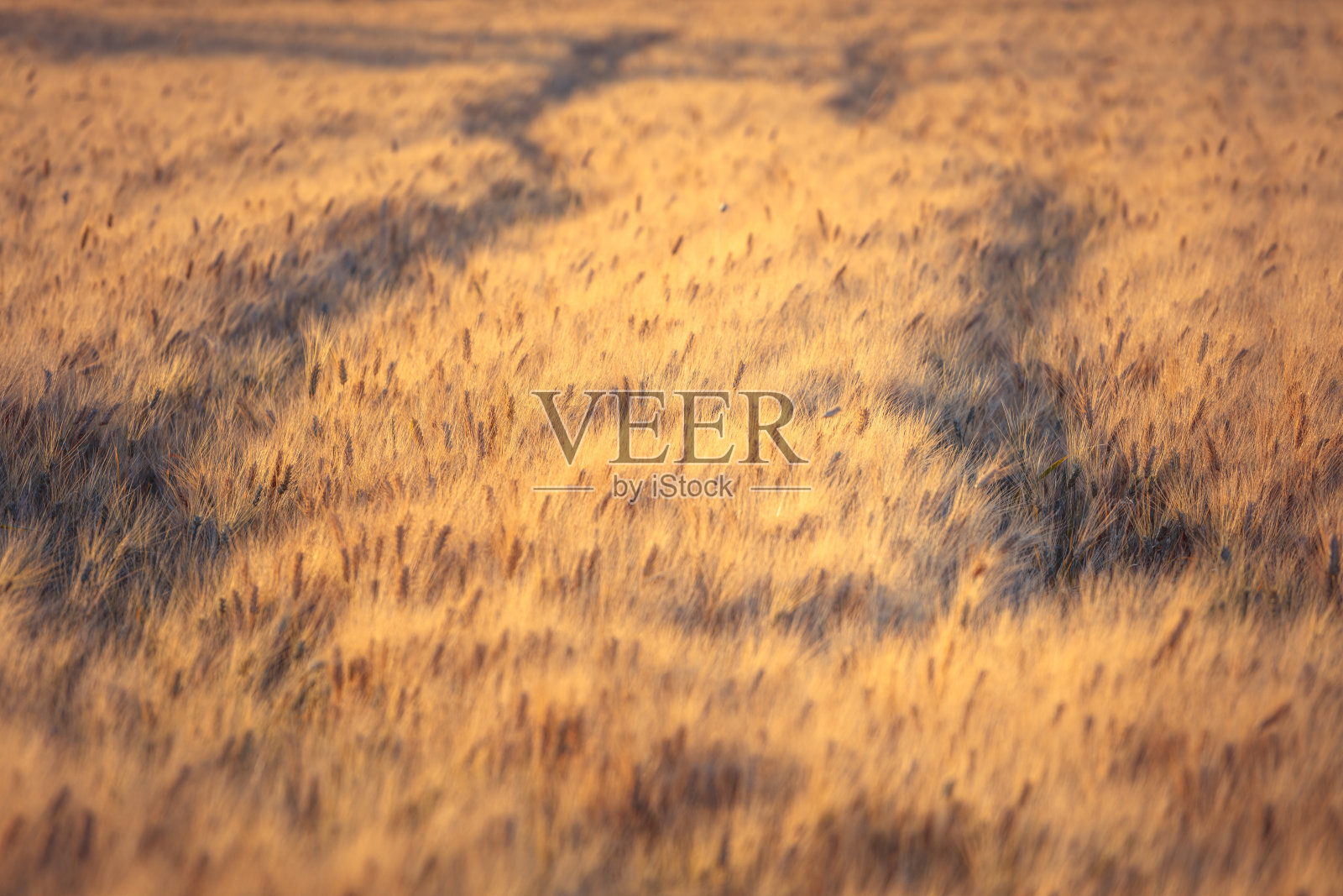 小麦金矿拖拉机履带，软焦点和散焦照片摄影图片