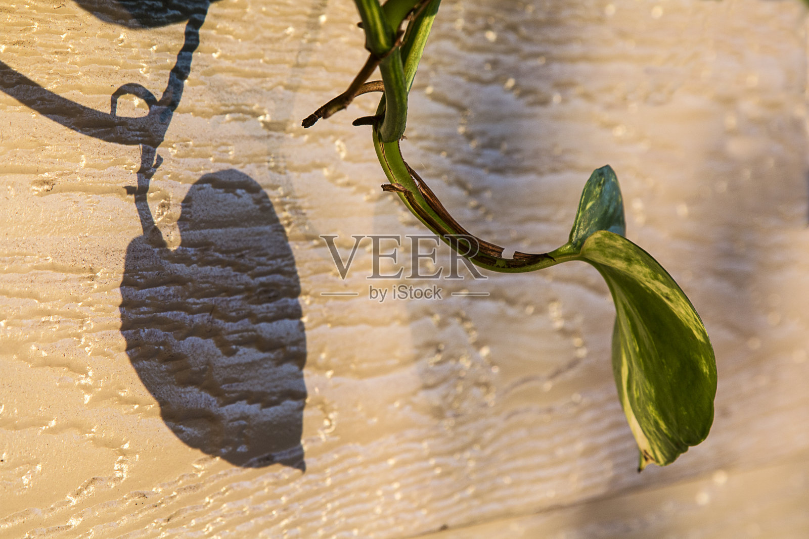 叶和影子照片摄影图片