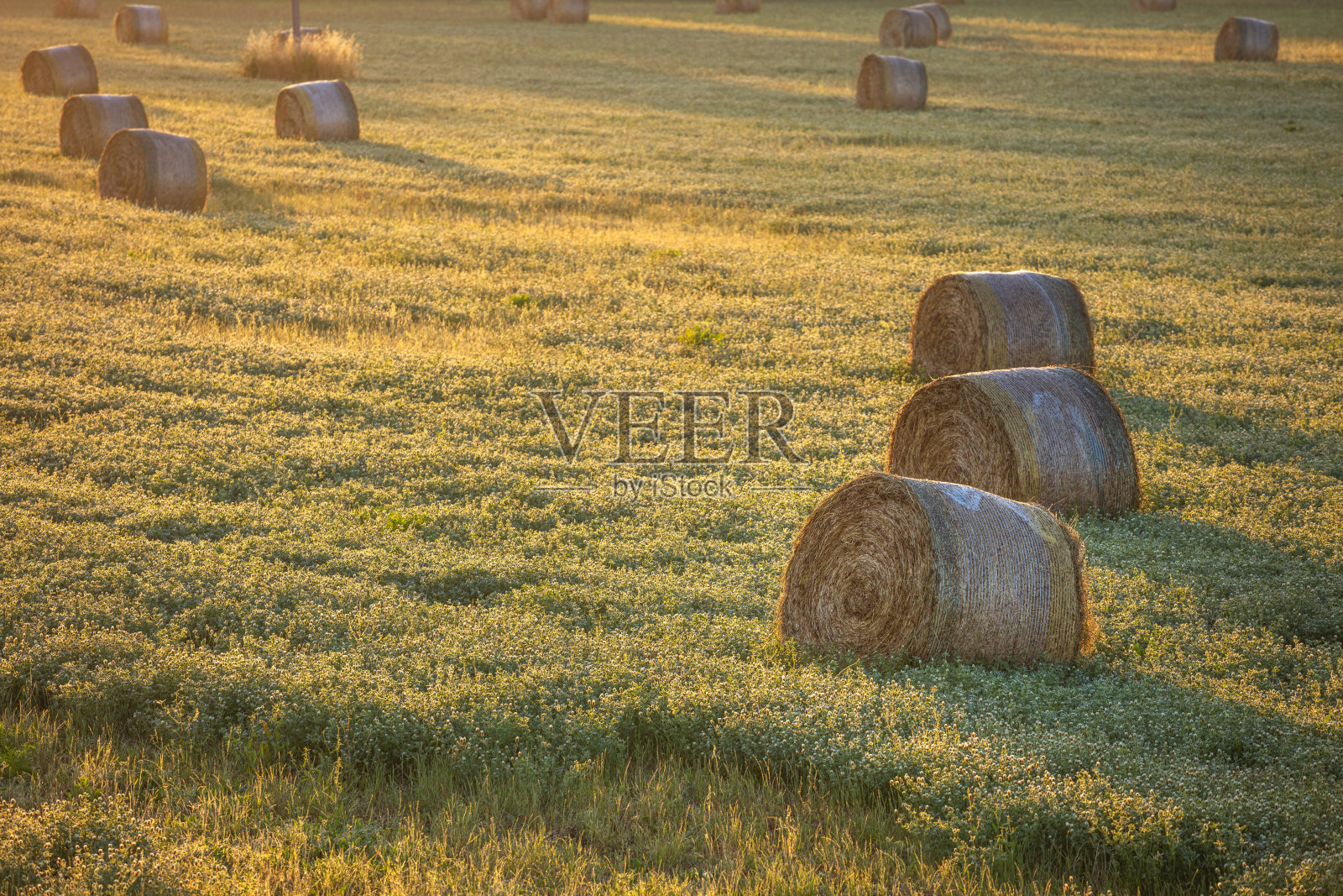 在一片绿色的麦田里，有些干草捆照片摄影图片