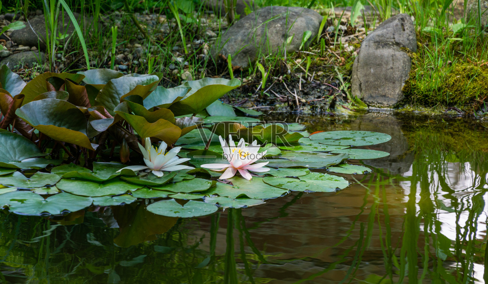 盛开着睡莲和荷花的花园池塘。美丽的池塘景观与岸上的巨石。设计的自然概念。放置你的文本。轻松宁静的氛围照片摄影图片
