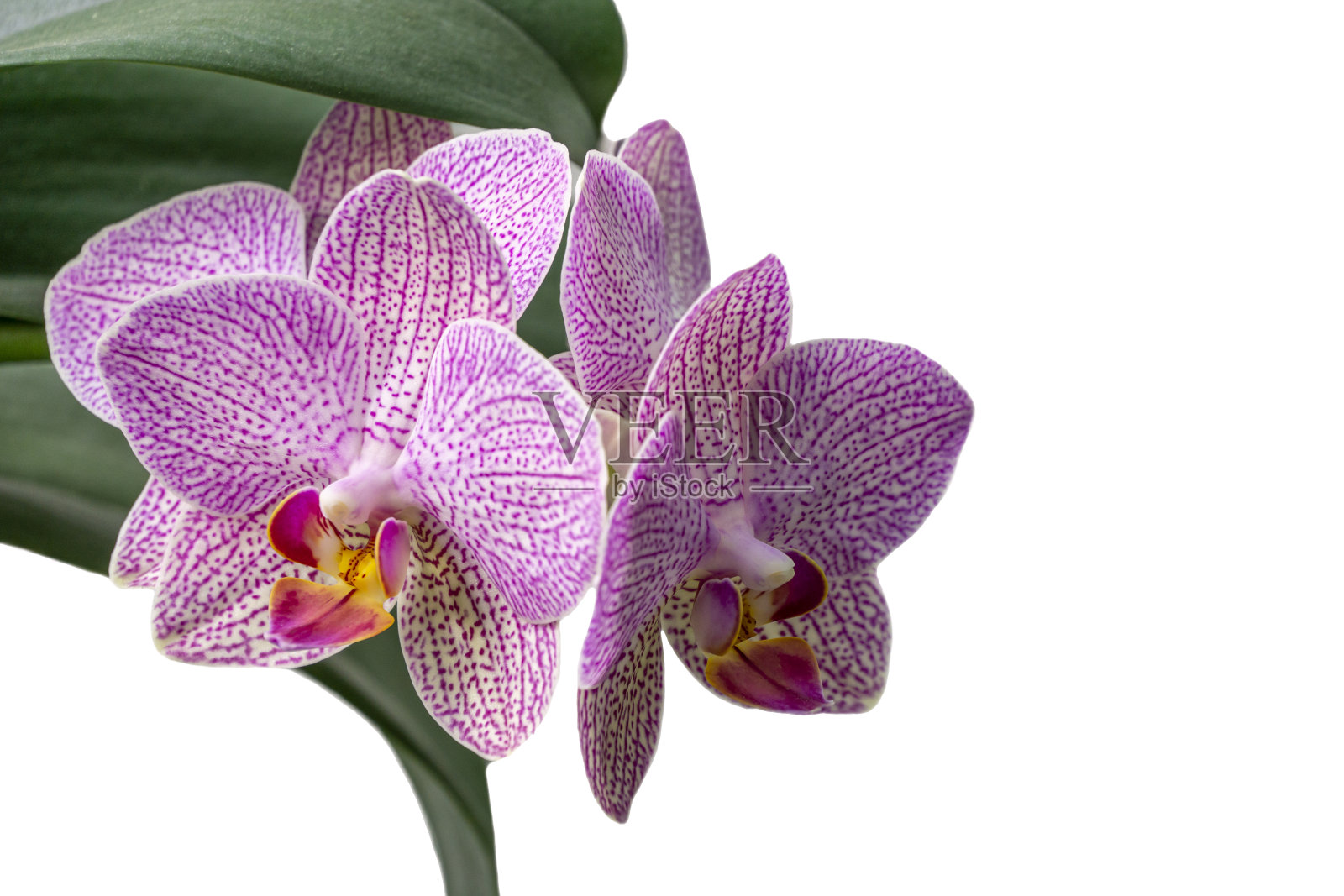 特写白色、黄色、红色、粉色带条纹的兰花花蝴蝶兰“dei Deroose”被称为飞蛾兰孤立在白色背景上。设计的自然概念。放置文本的位置照片摄影图片