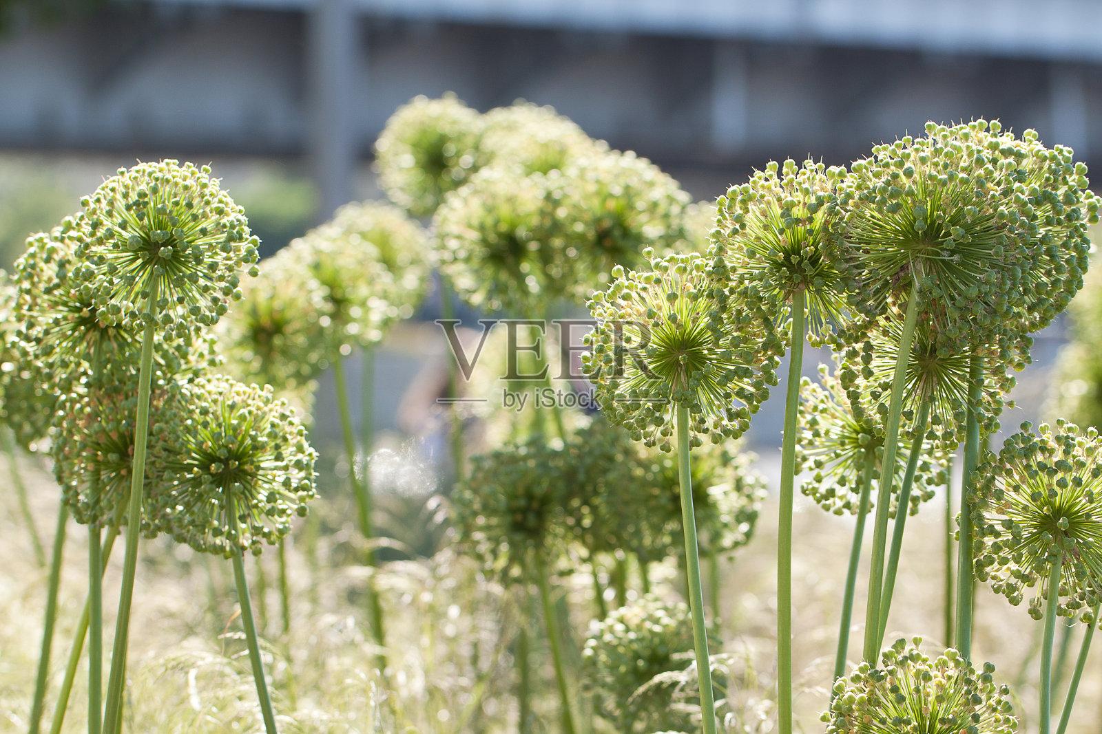 阳光明媚的夏季城市公园，绿草如茵，葱郁葱郁照片摄影图片