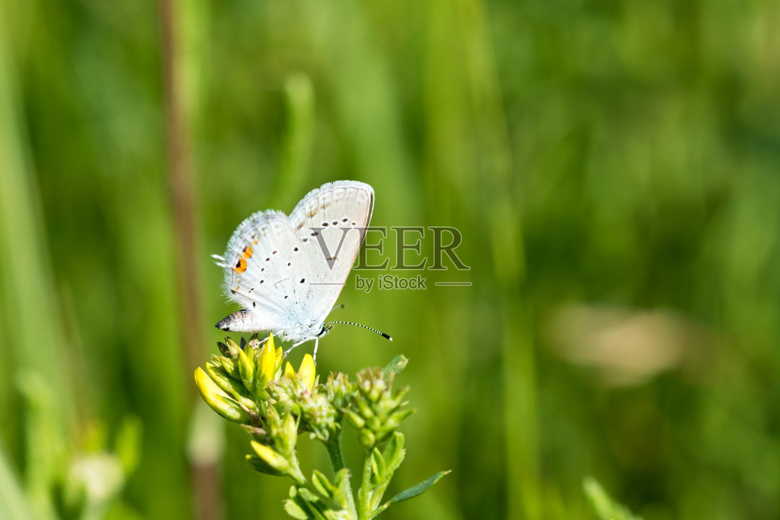 蝴蝶在黄花上。照片摄影图片