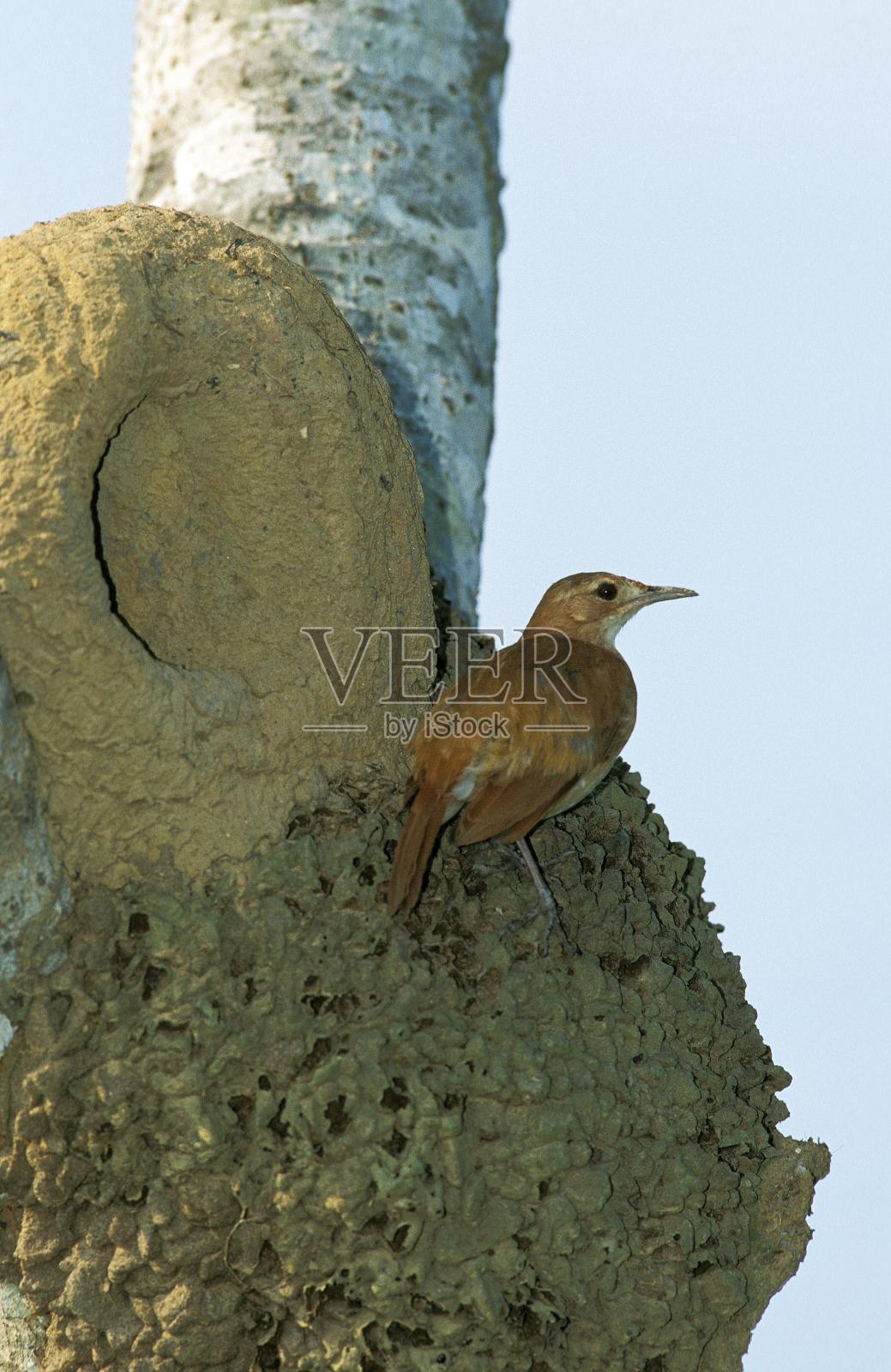 Rufous Ornero, furnarius rufus，成年站在巴西潘塔纳尔的鸟巢附近照片摄影图片
