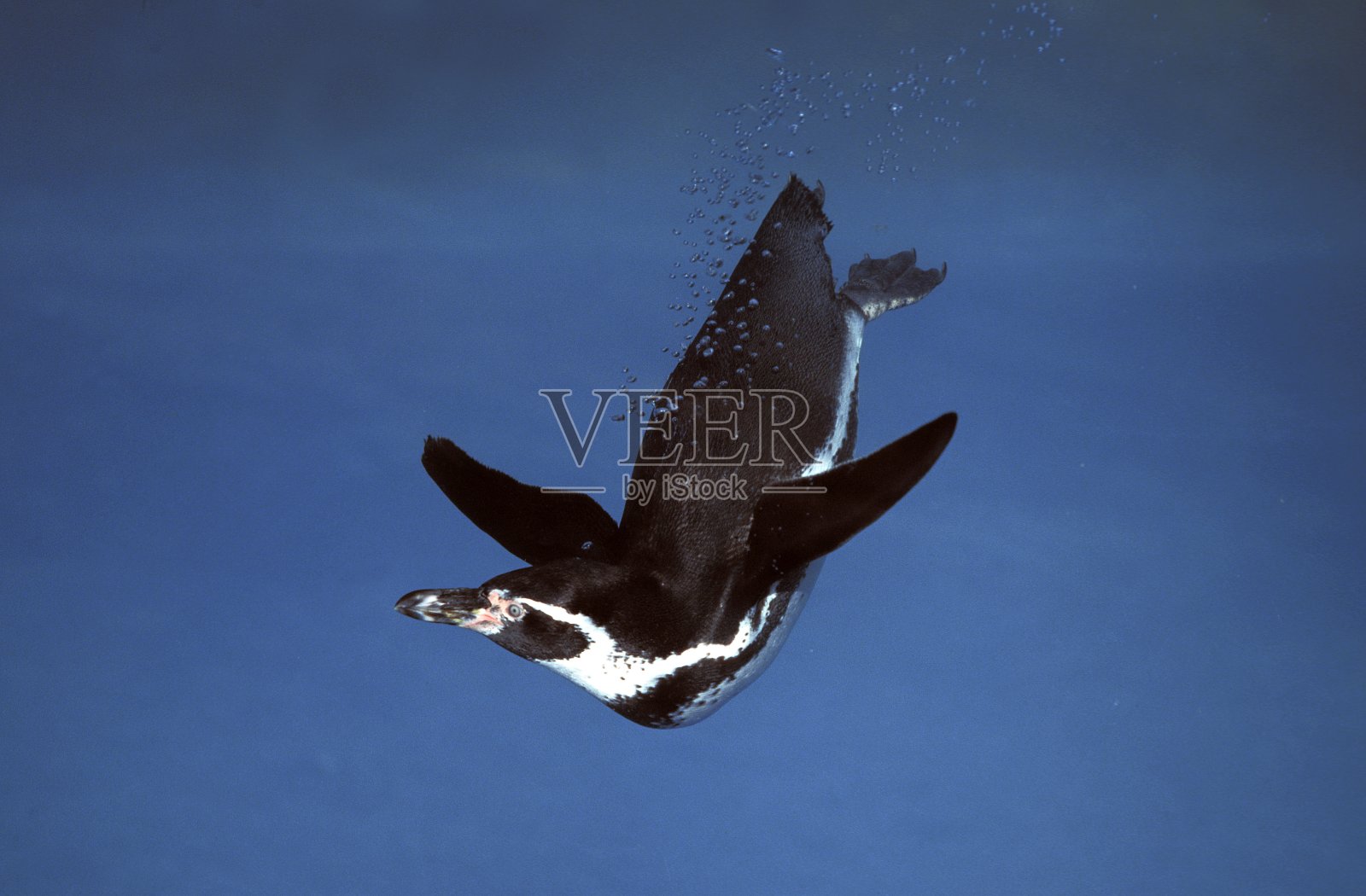 洪堡企鹅，洪堡企鹅，成年站在水里照片摄影图片