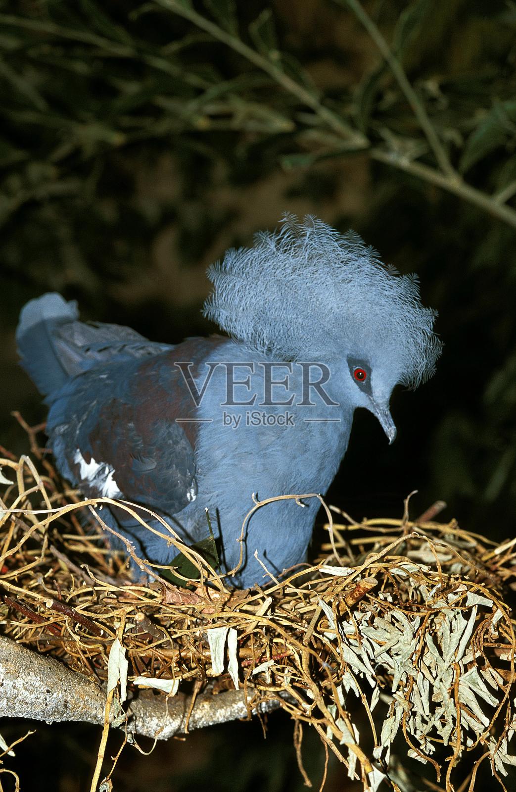 蓝冠鸽，凤头足，成年站巢照片摄影图片