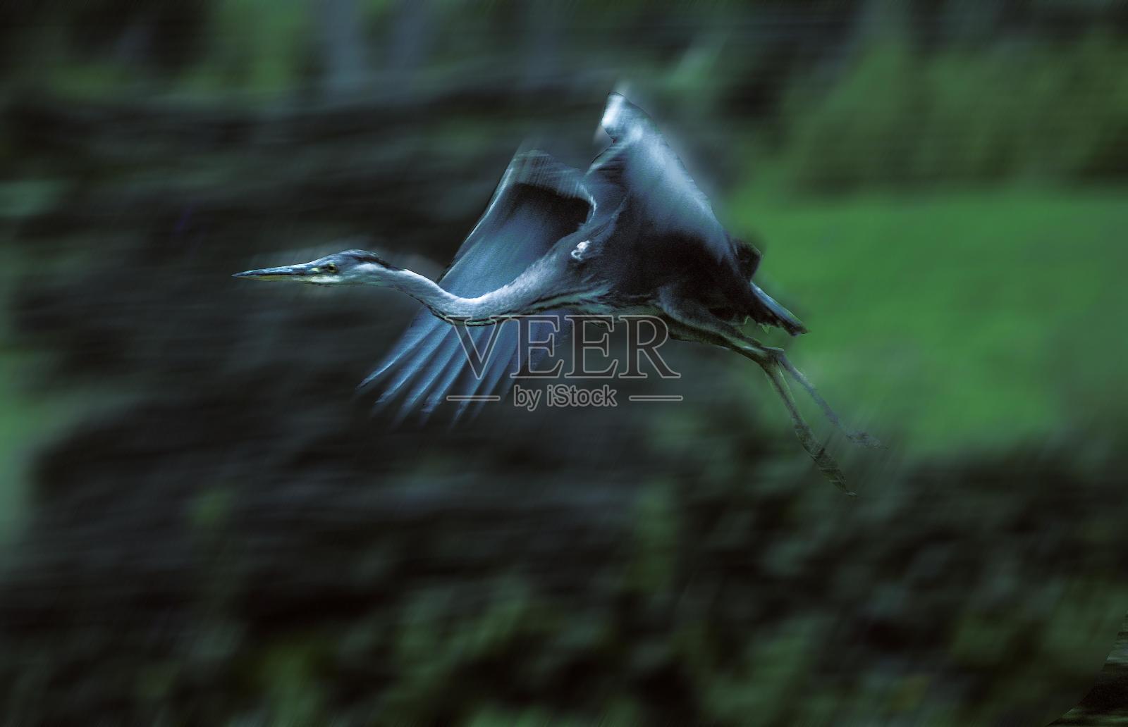 苍鹭，苍鹭，成年飞行照片摄影图片