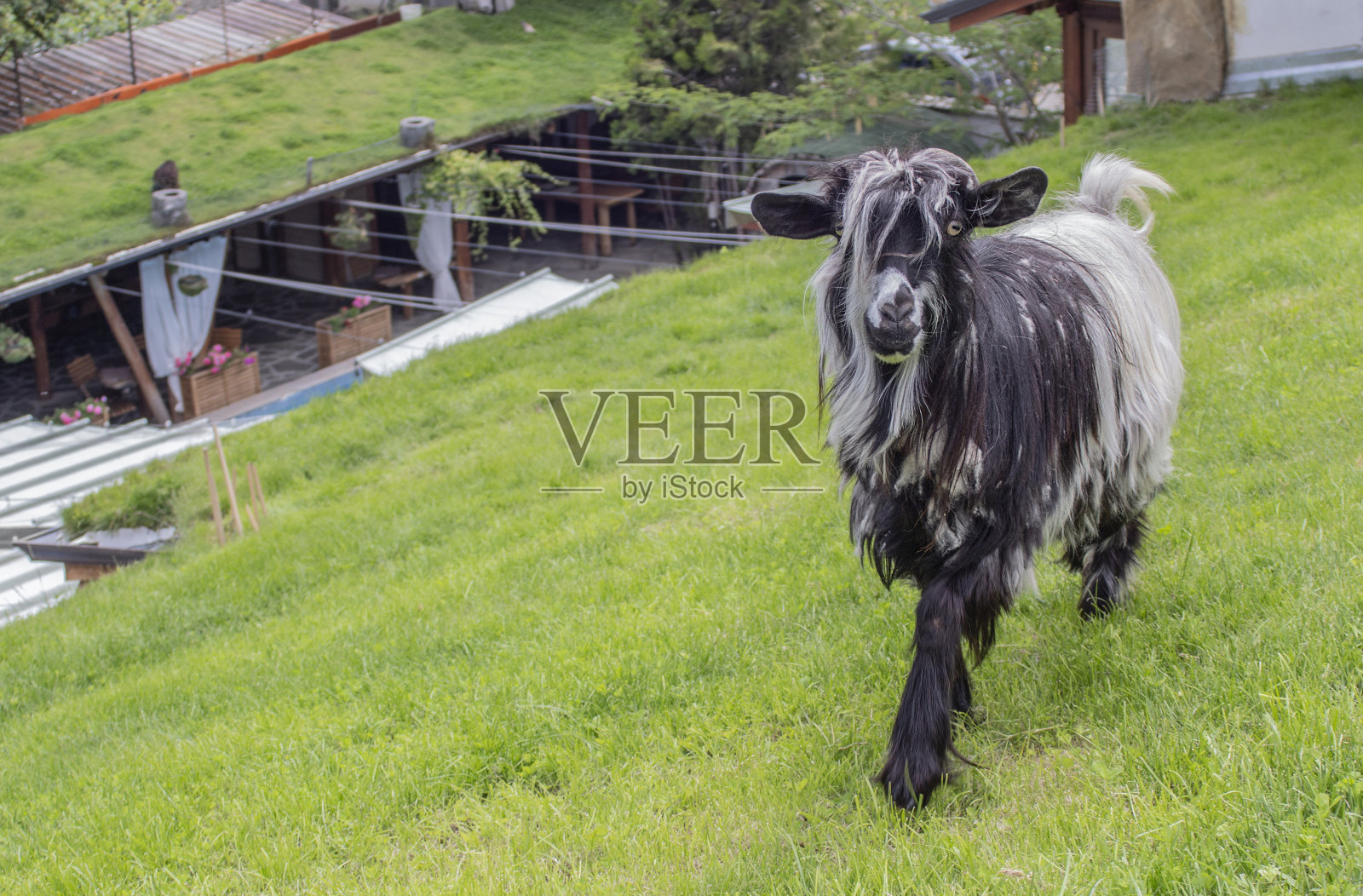 一个小山羊照片摄影图片