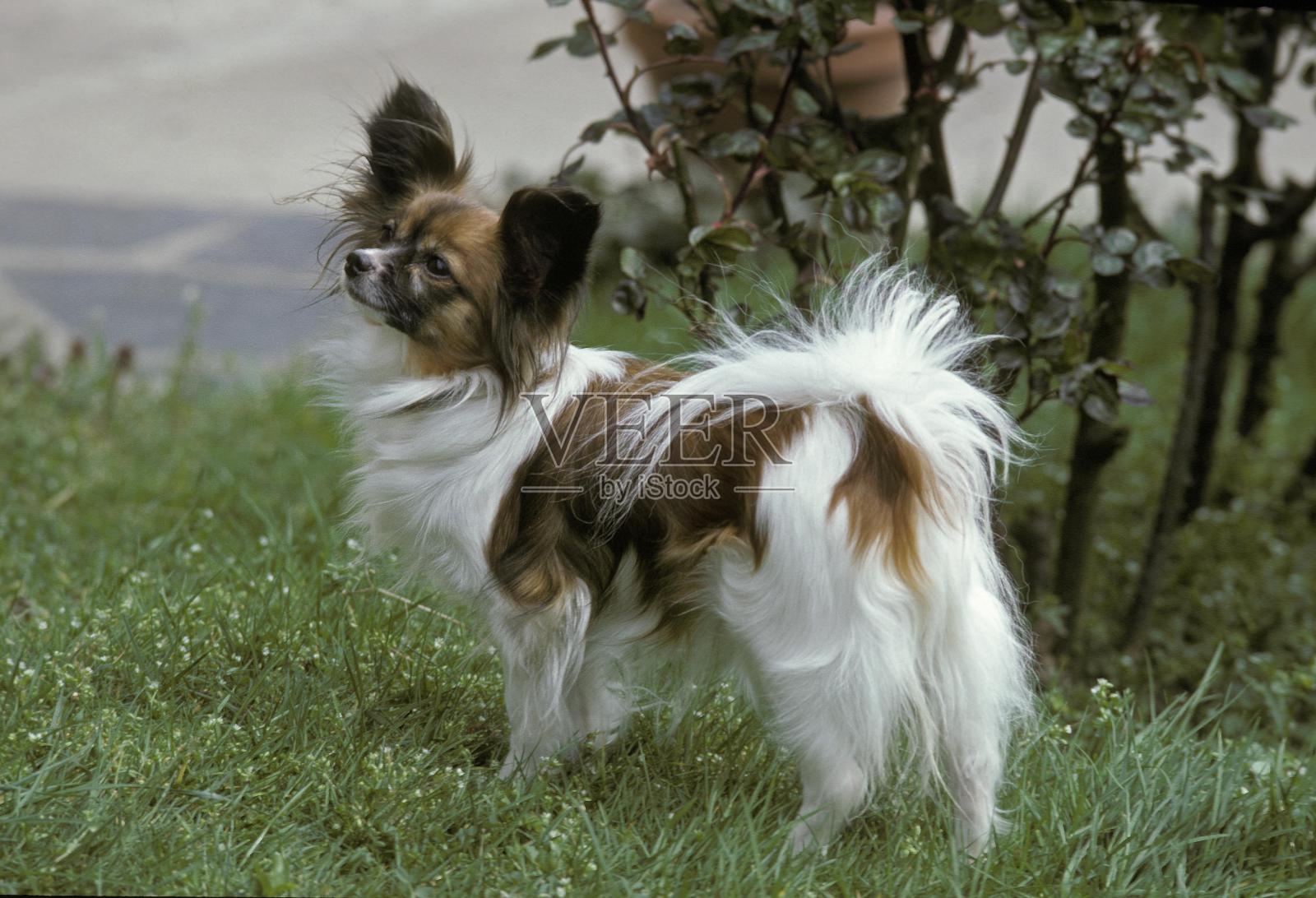 蝶耳犬或大陆玩具猎犬，成人站在草地上照片摄影图片