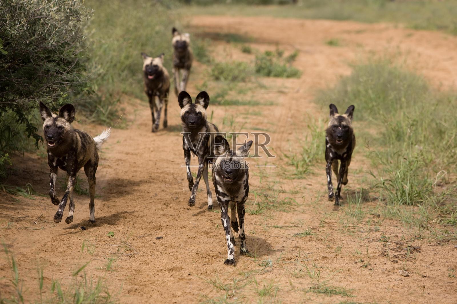 非洲野狗，利卡翁pictus，背包行走在轨道上，纳米比亚照片摄影图片