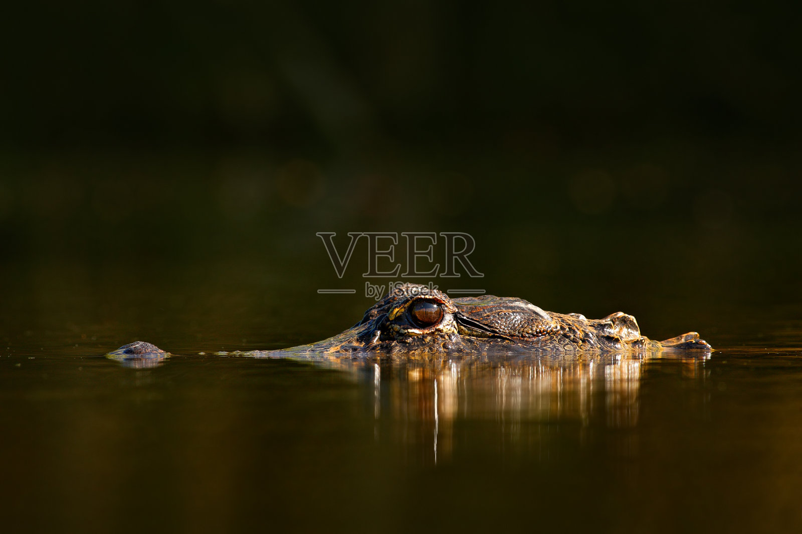 美洲短吻鳄，密西西比短吻鳄，美国佛罗里达大沼泽地。静止的水面上有鳄鱼。黑暗的水中有危险的动物。鳄鱼头在湖里。野生动物在佛罗里达州。照片摄影图片