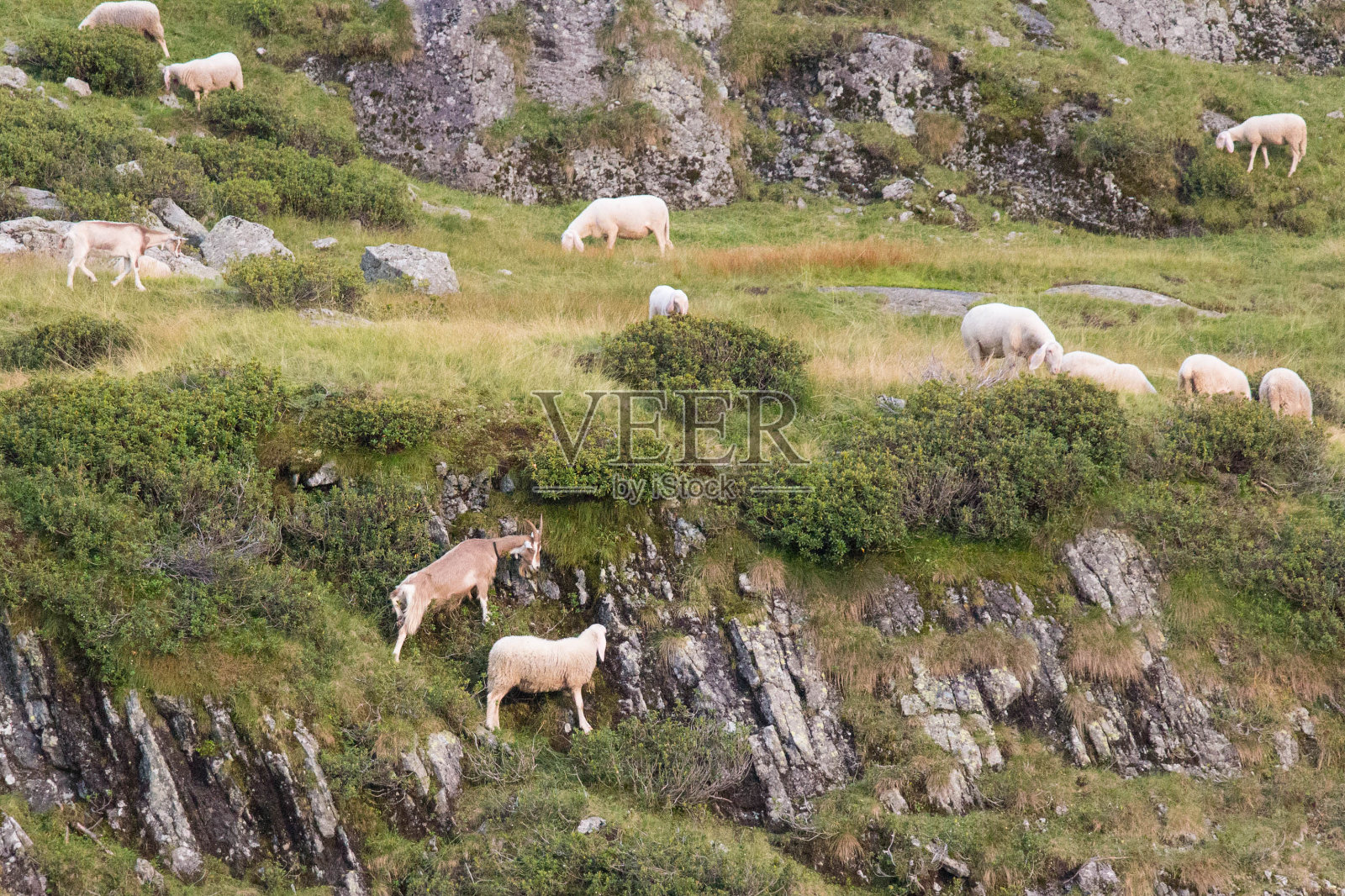 在意大利伦巴第的阿尔卑斯山上，山羊和绵羊在吃草。照片摄影图片