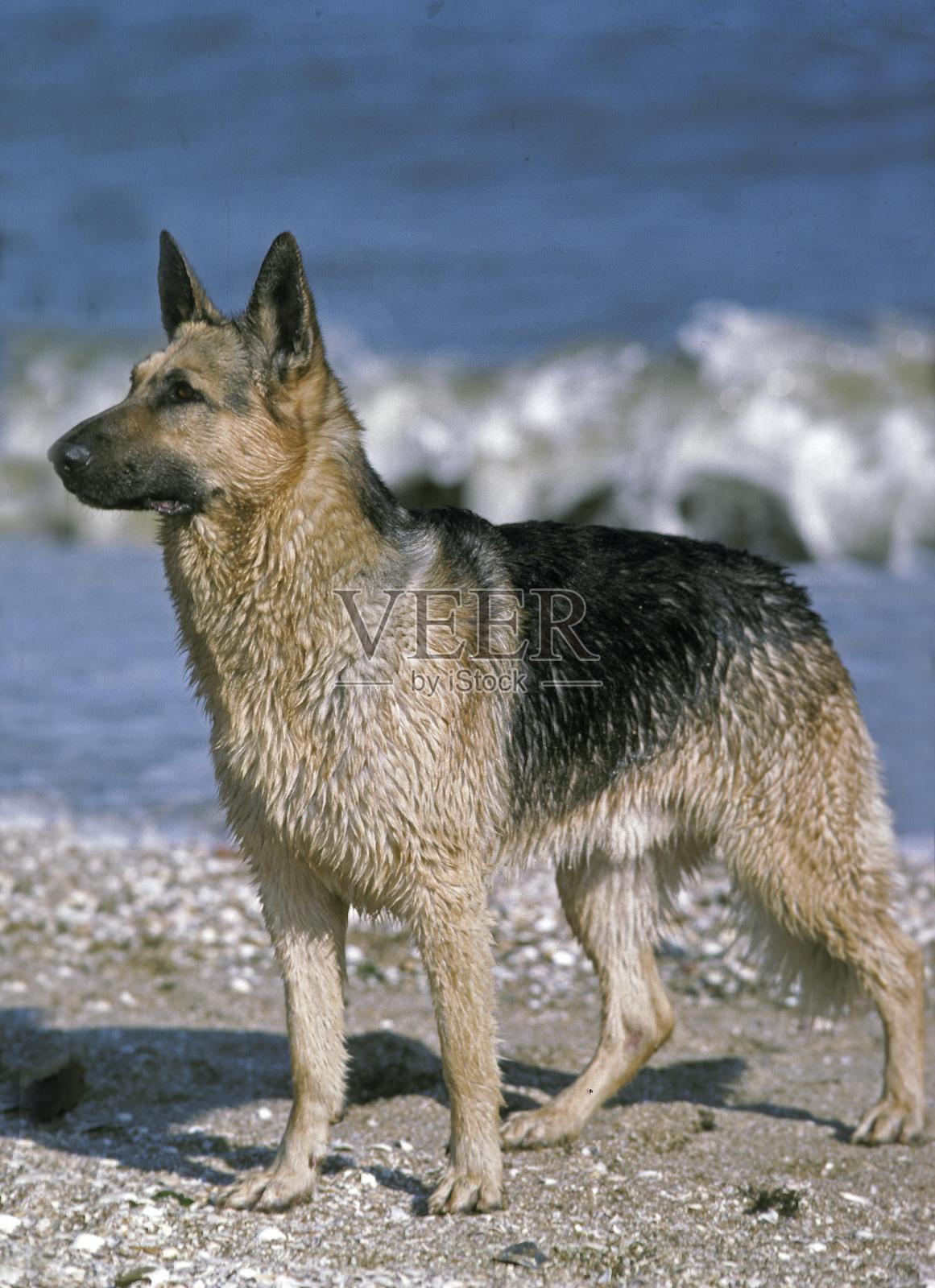 德国牧羊犬，成年站在海滩上照片摄影图片