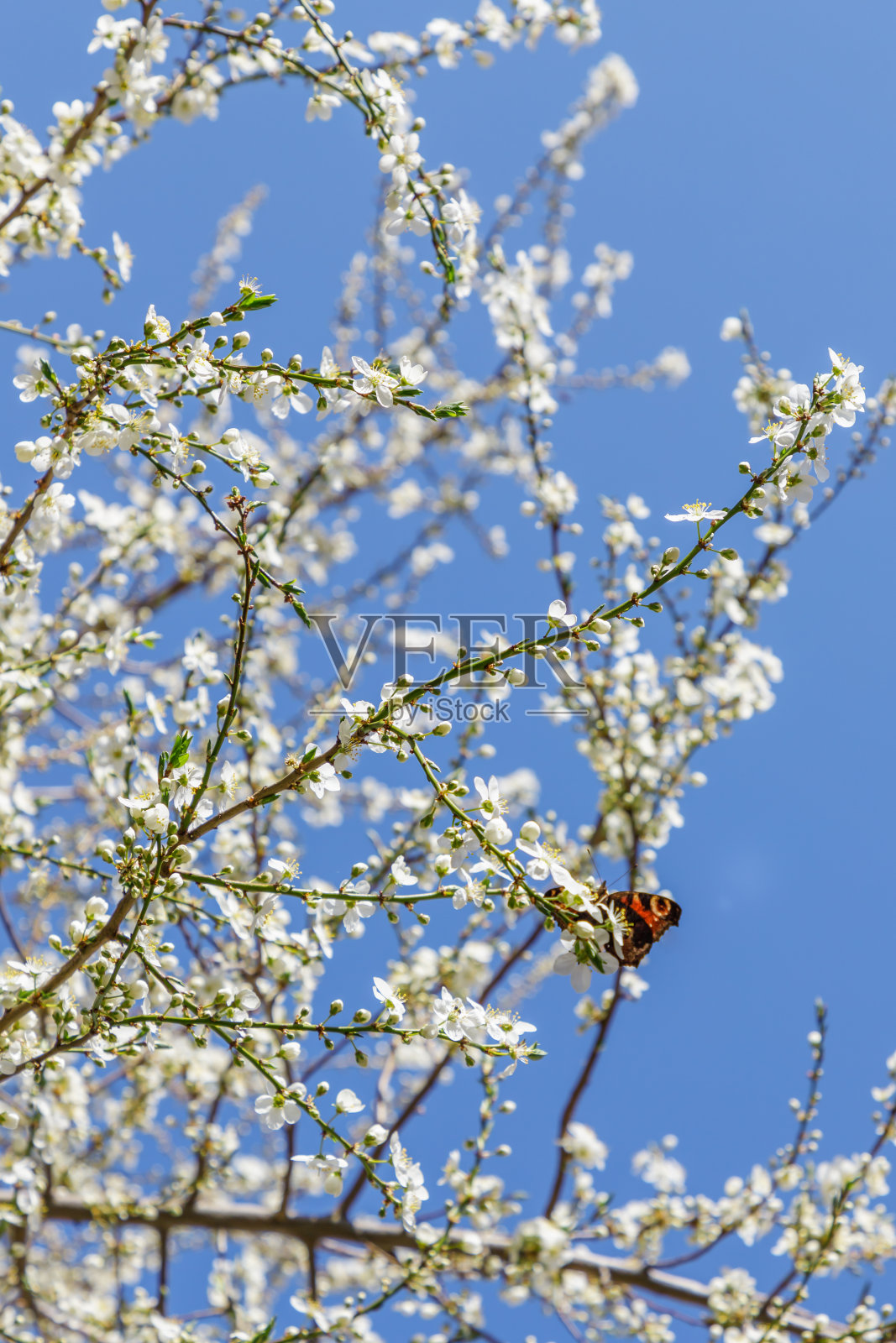 美丽的春花背景。春天白色的花和蝴蝶照片摄影图片