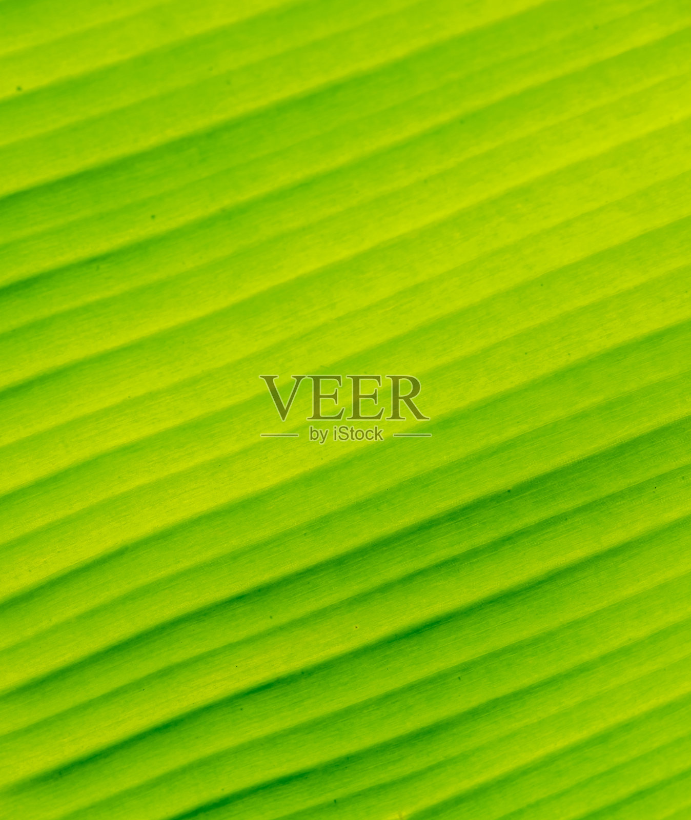 特写蕉叶纹理抽象背景照片摄影图片