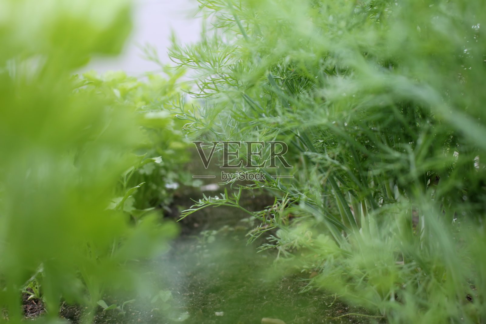 莳萝和欧芹照片摄影图片