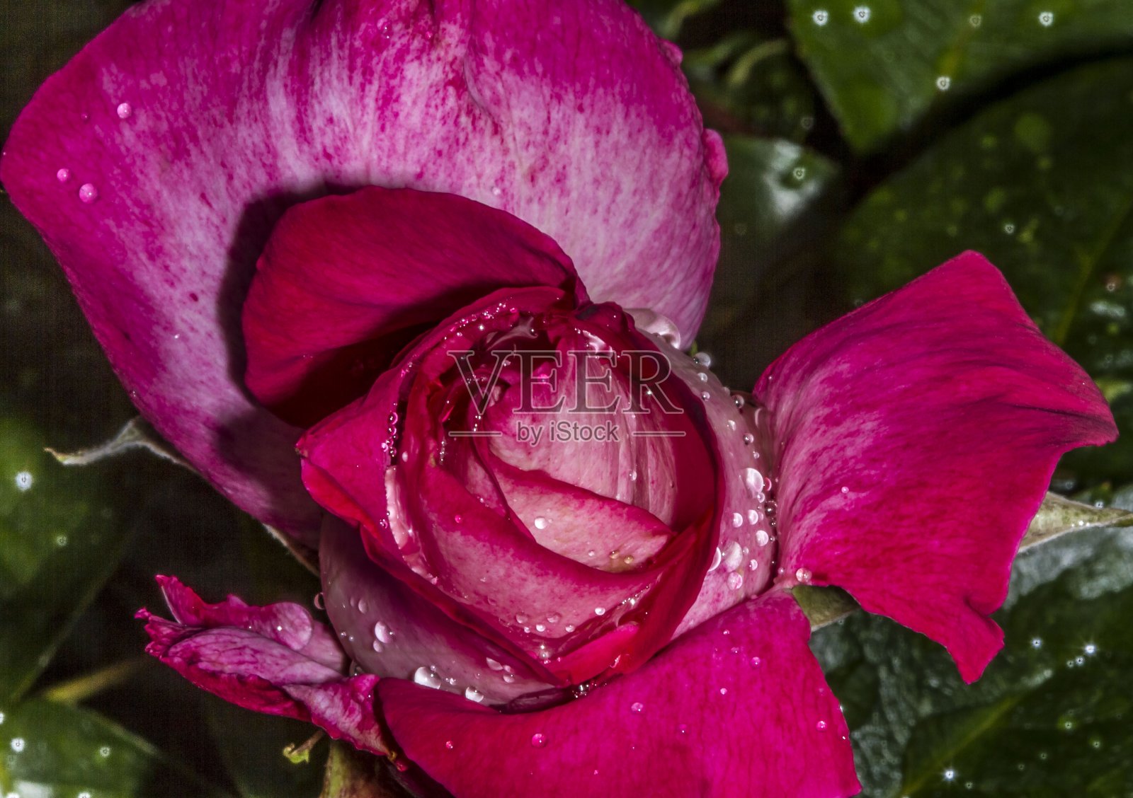 粉红玫瑰花蕾和雨点。照片摄影图片