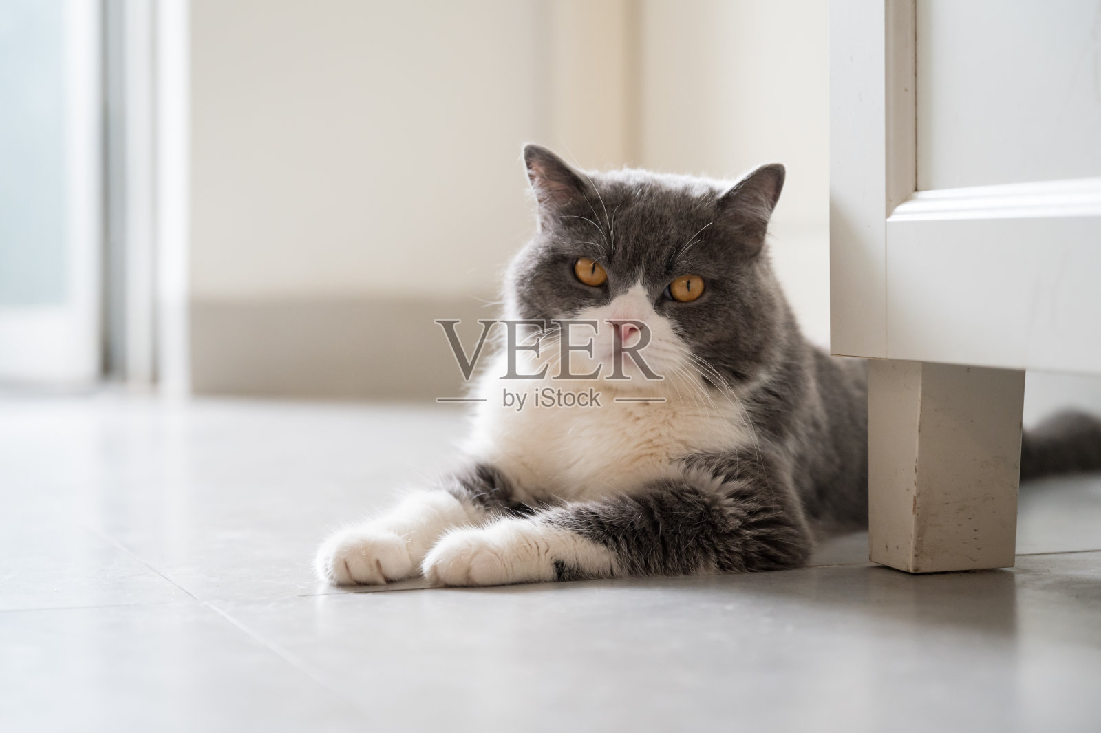 英国短毛猫躺在地板上照片摄影图片