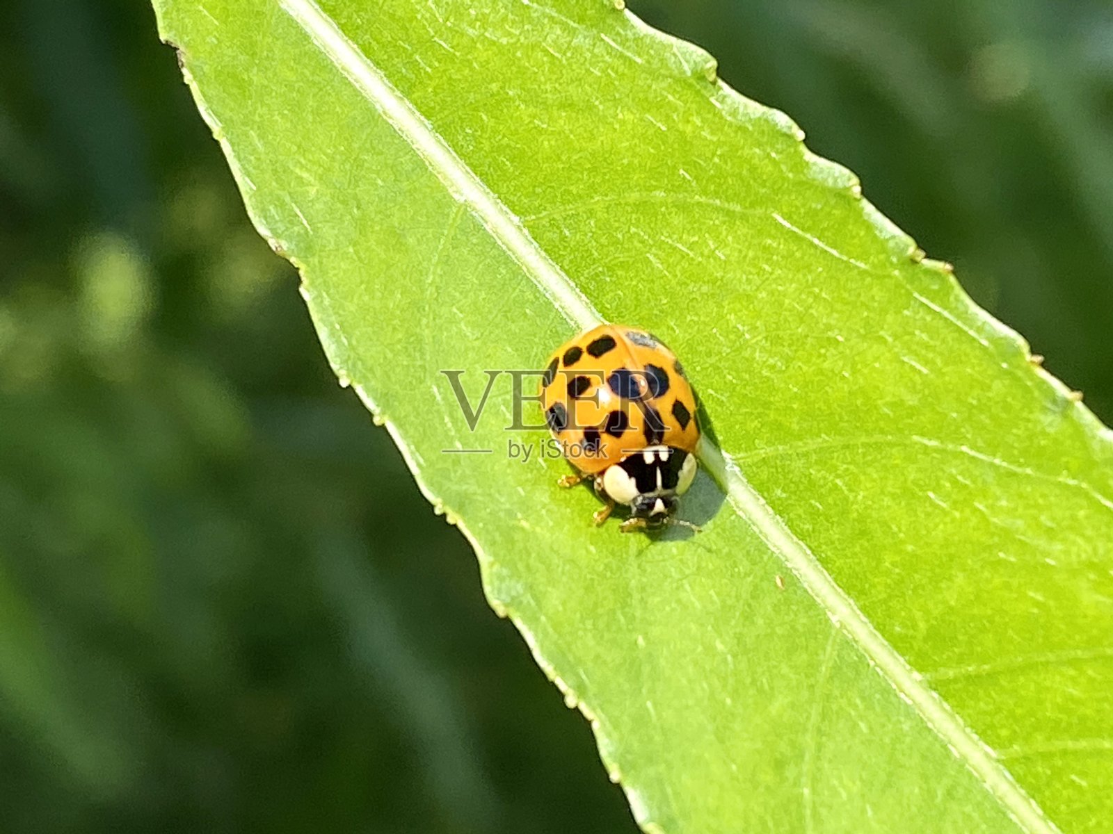 瓢虫照片摄影图片