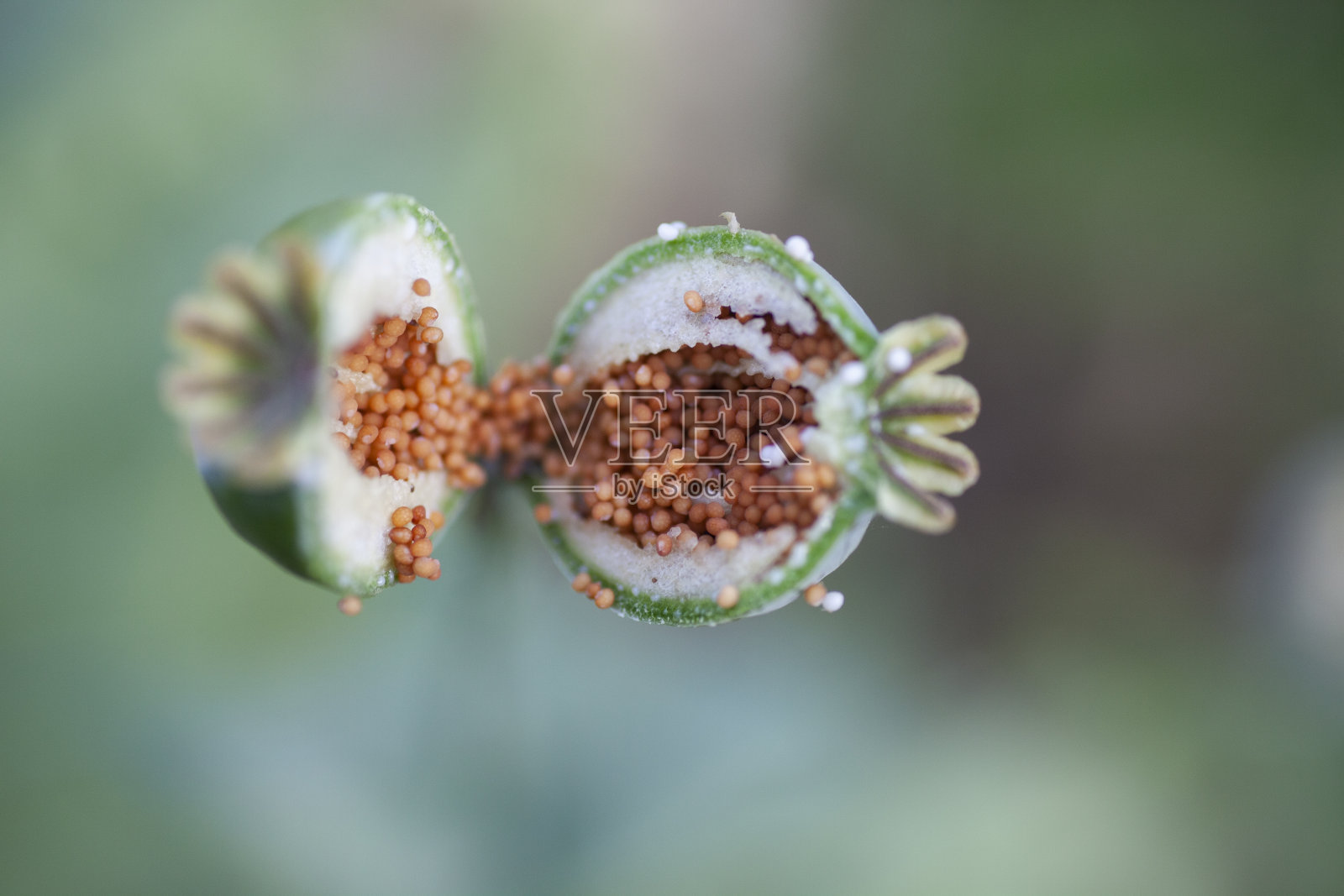 罂粟照片摄影图片