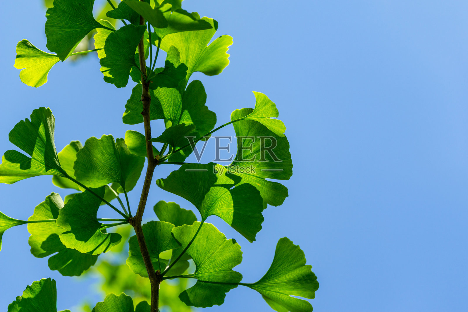 银杏树(银杏biloba)或银杏与明亮的绿色新叶背景清澈的蓝天。有选择性的特写。清新的墙纸自然概念。放置文本的位置照片摄影图片