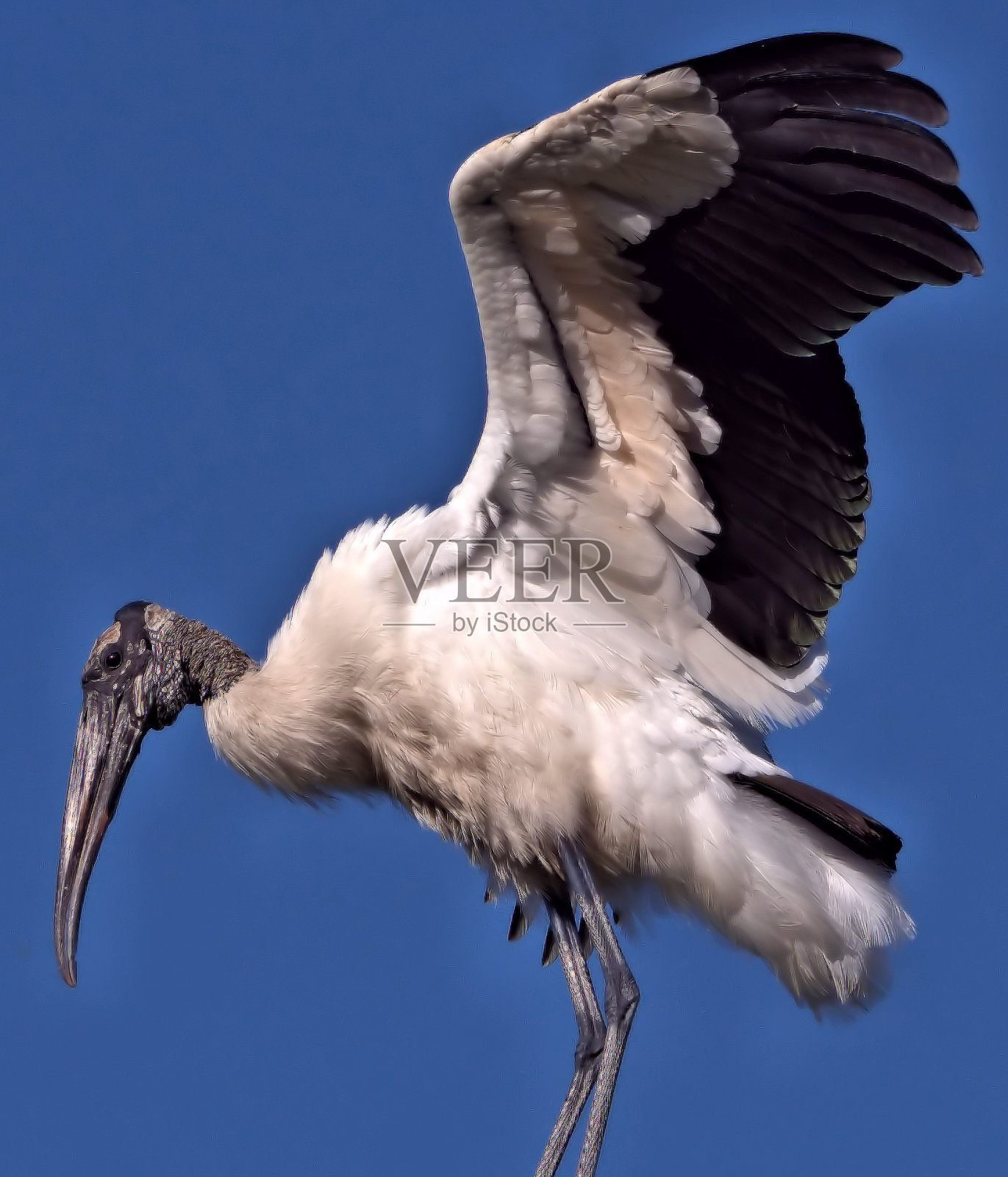 木头鹳照片摄影图片