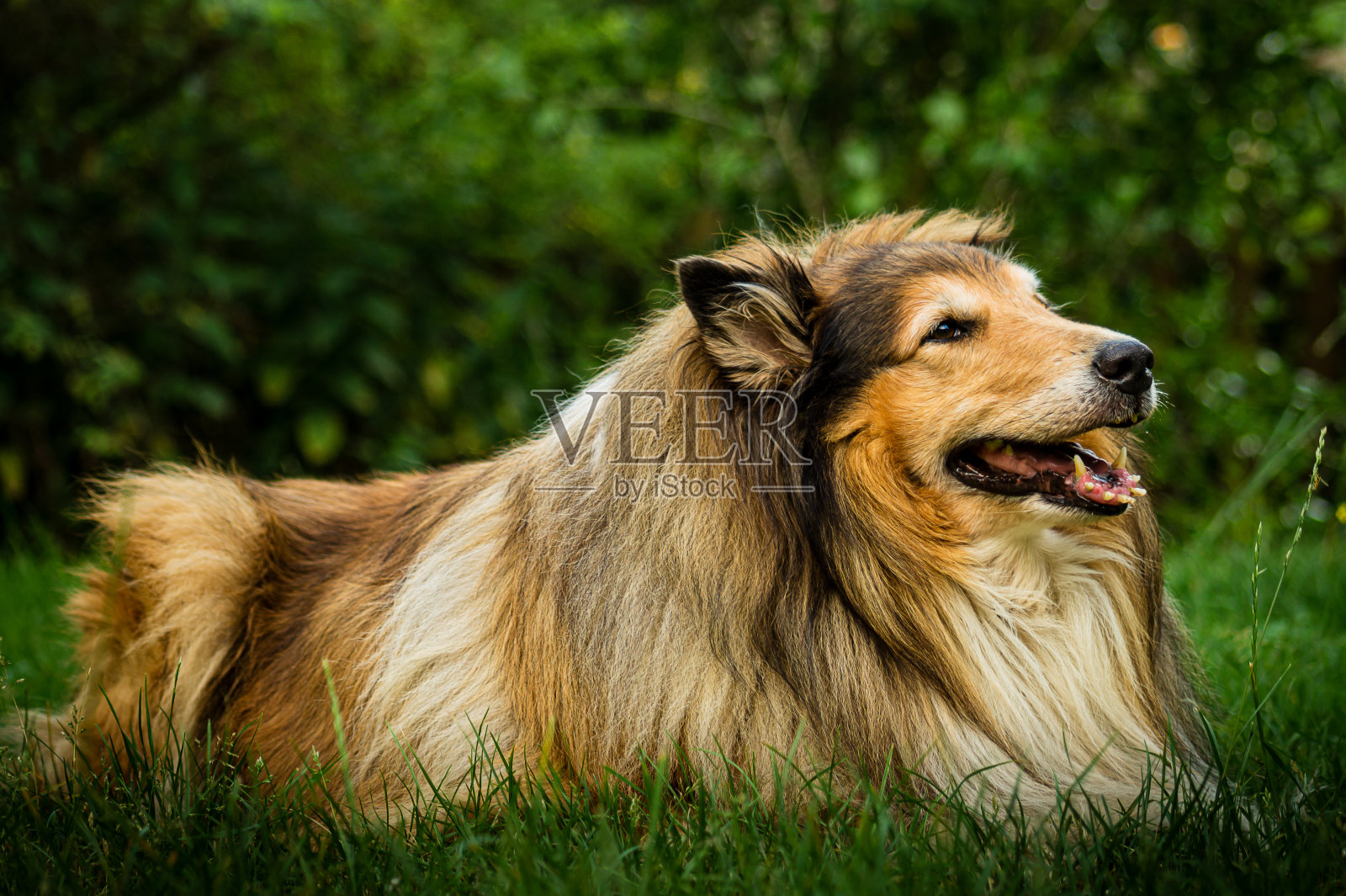 草地上的牧羊犬照片摄影图片
