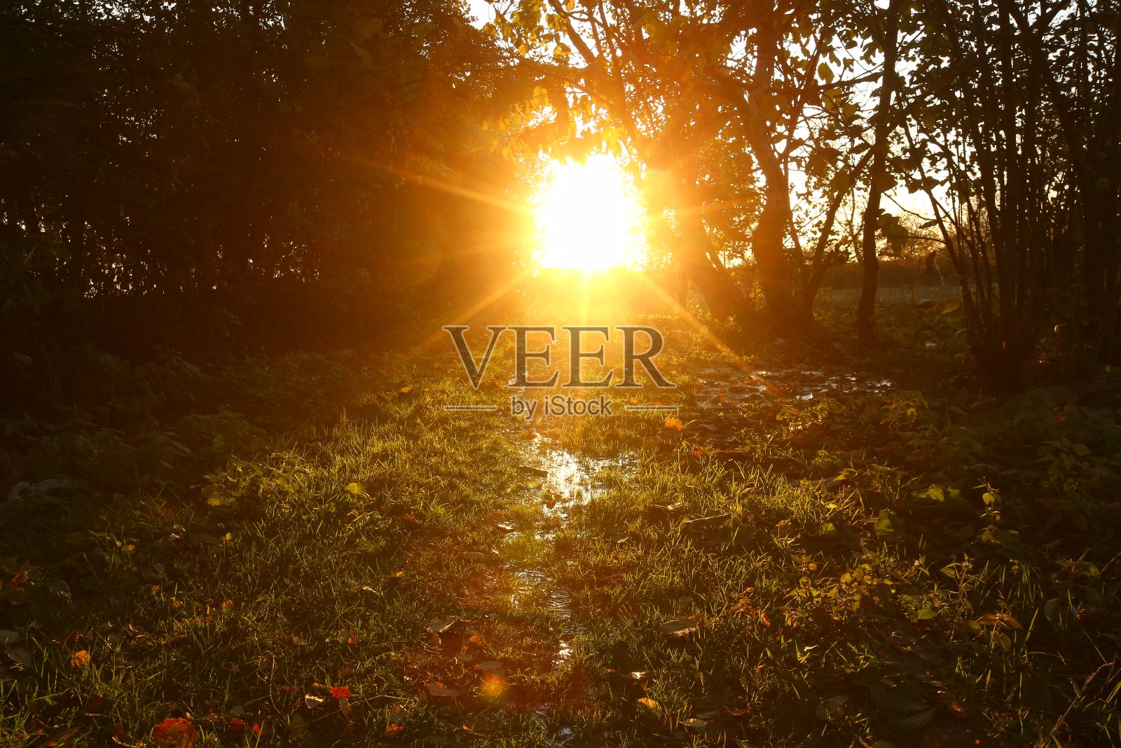 太阳正在下山，黎明即将来临。水从草中流过。阳光穿过树林照片摄影图片