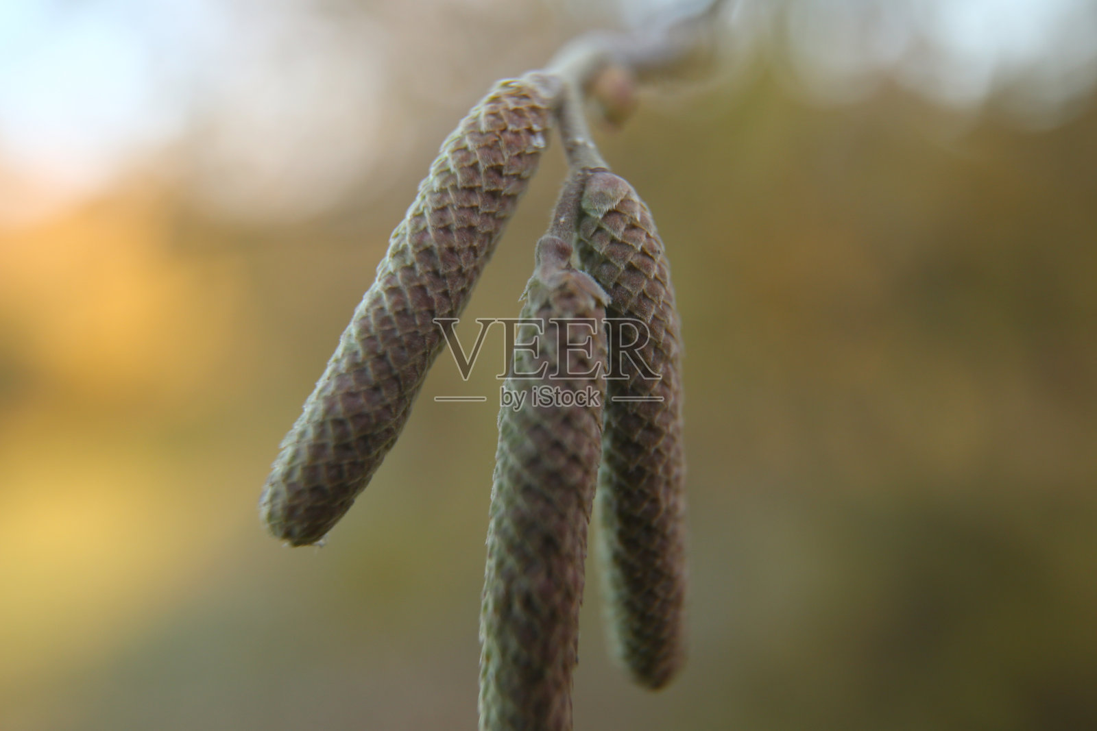 榛果花悬挂在榛灌木上，预示着春天的到来。榛子耳环上的一棵树对着蓝色的秋天的天空。一种普通榛树的绿色雄花。照片摄影图片