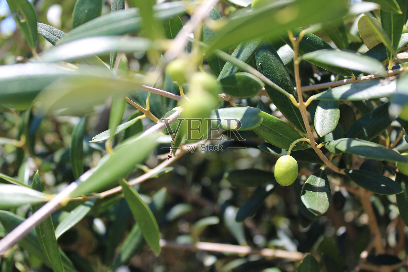 橄榄水果，欧洲橄榄，橄榄树，橄榄农场橄榄田照片摄影图片