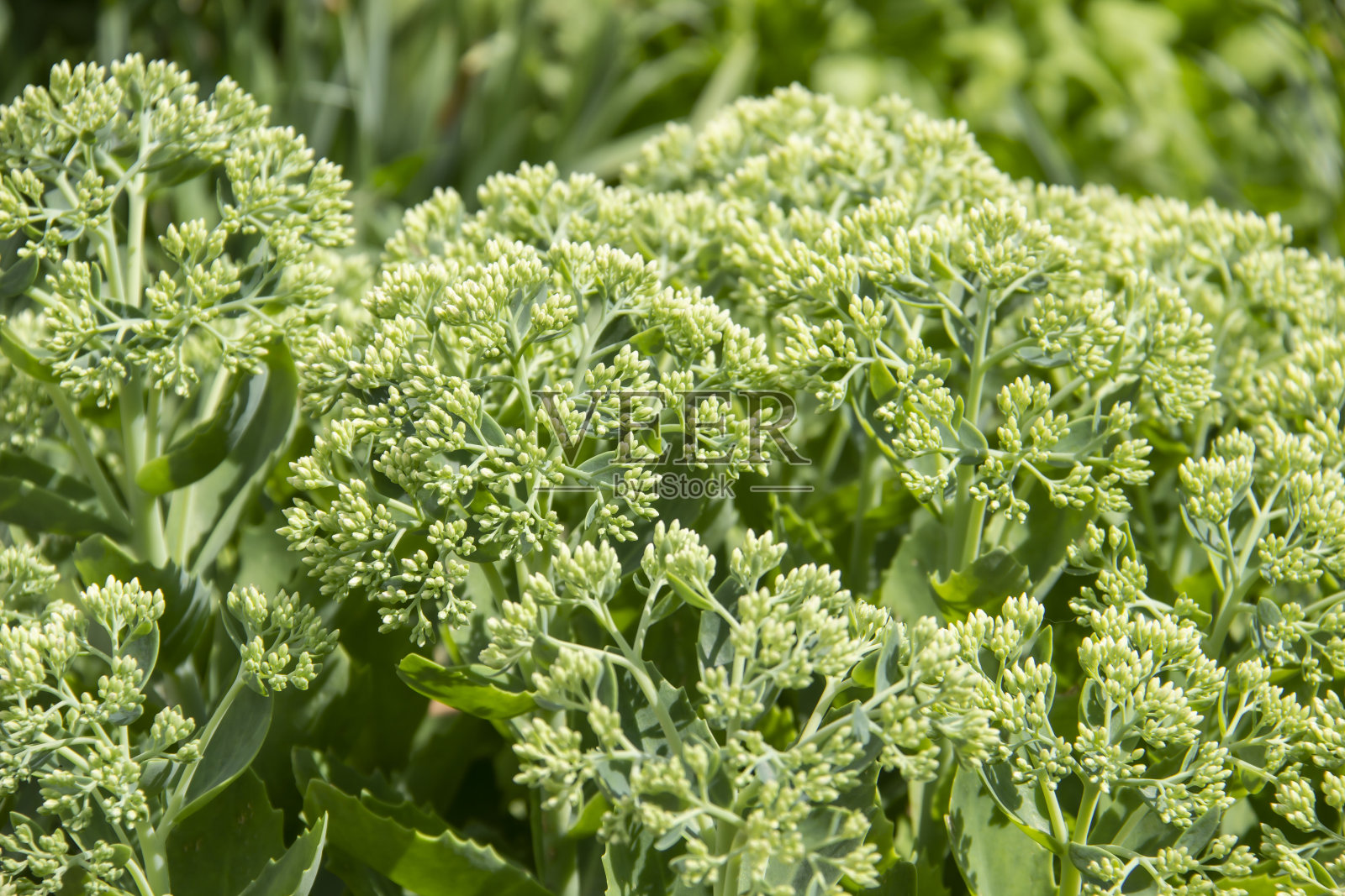大的植物，肉质的绿叶，茎和花序。盛开的景天在夏季突出'辉煌'石作物。照片摄影图片