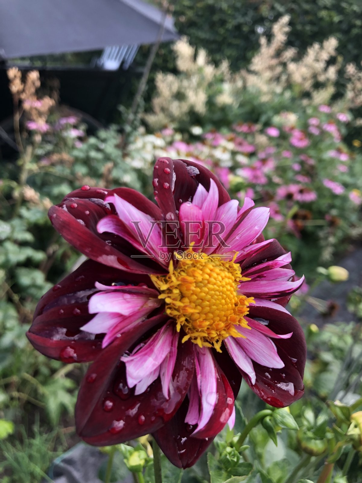 自然照片摄影图片