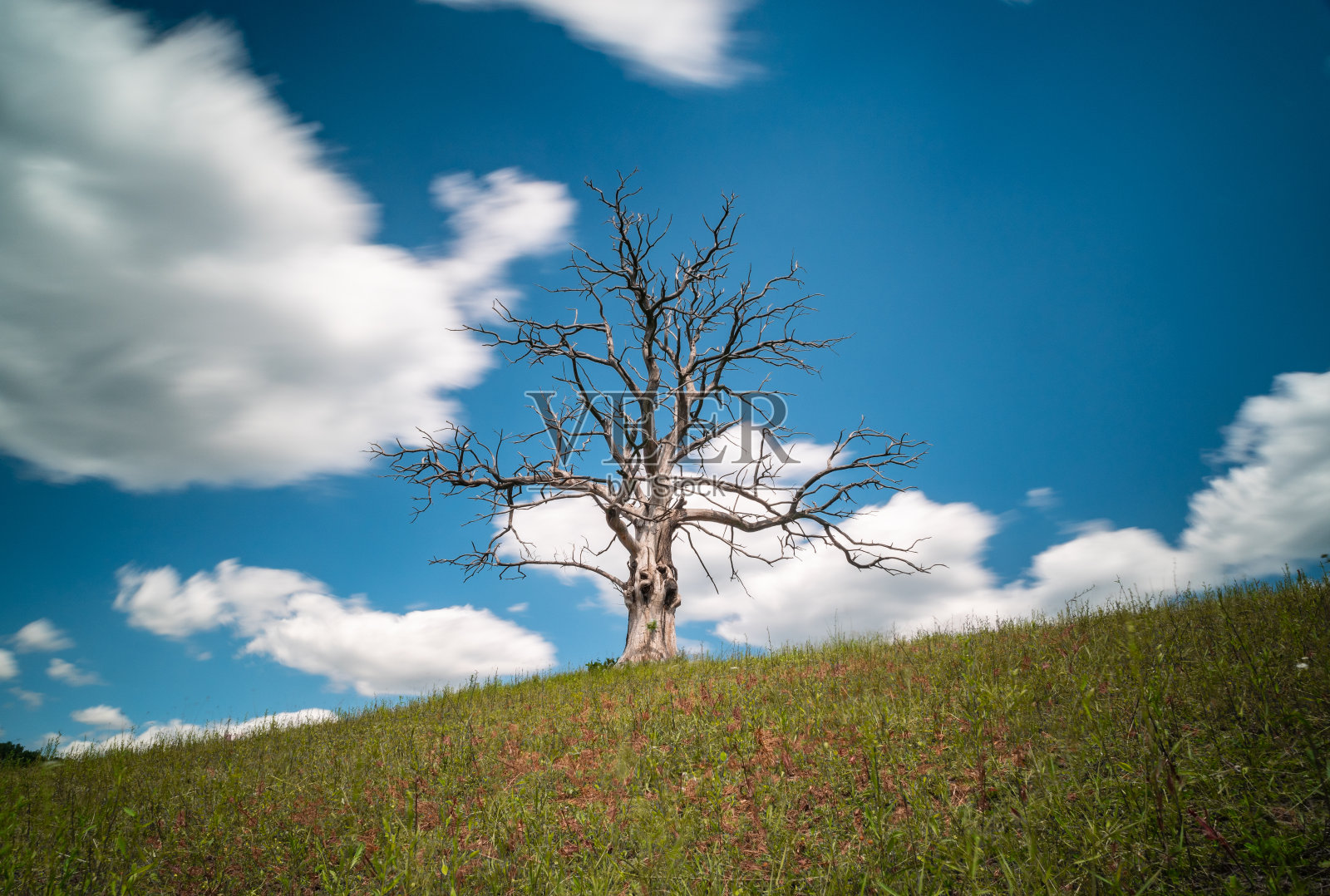 孤独枯树照片摄影图片