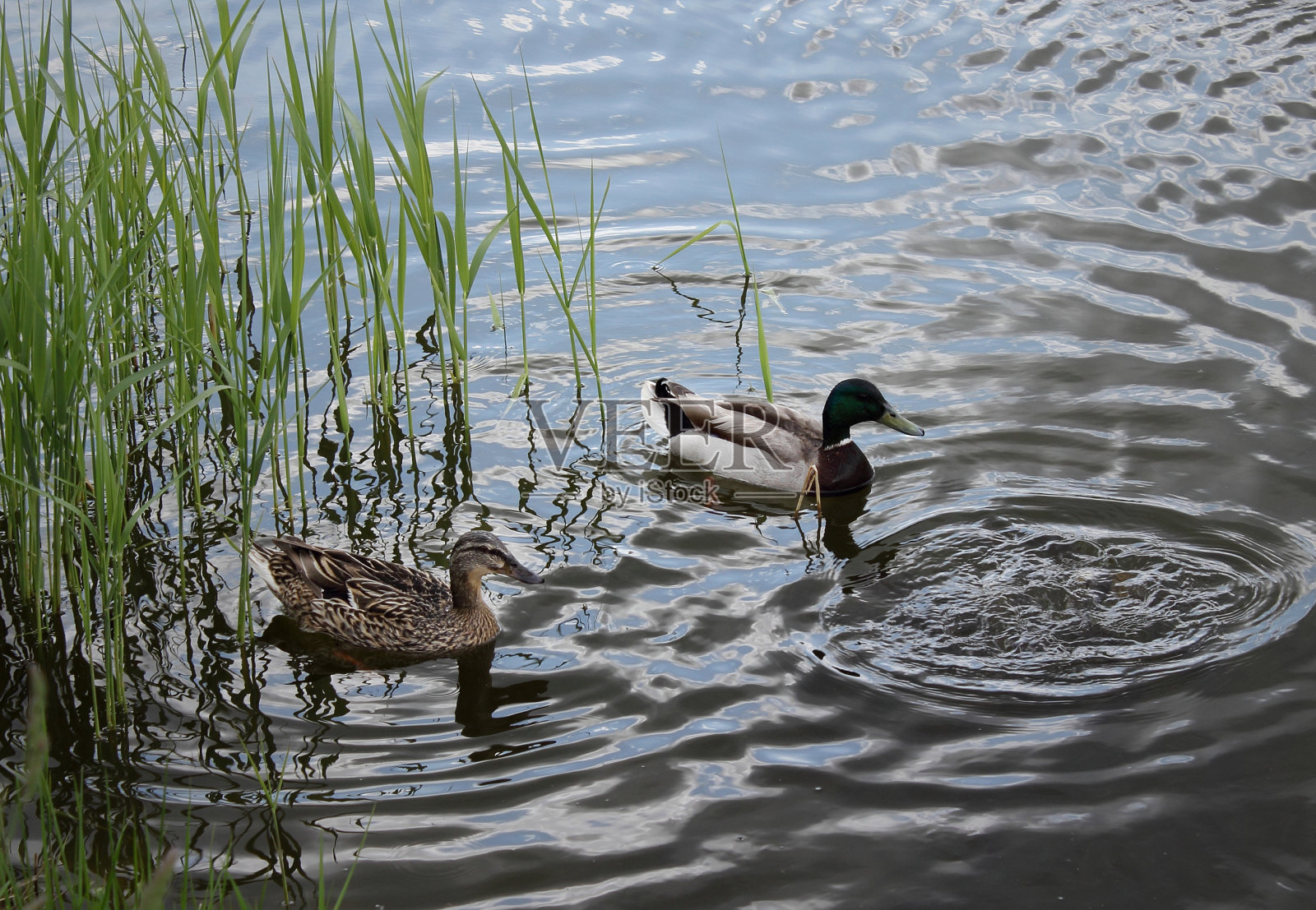 平静的湖面上漂浮着鸭子照片摄影图片