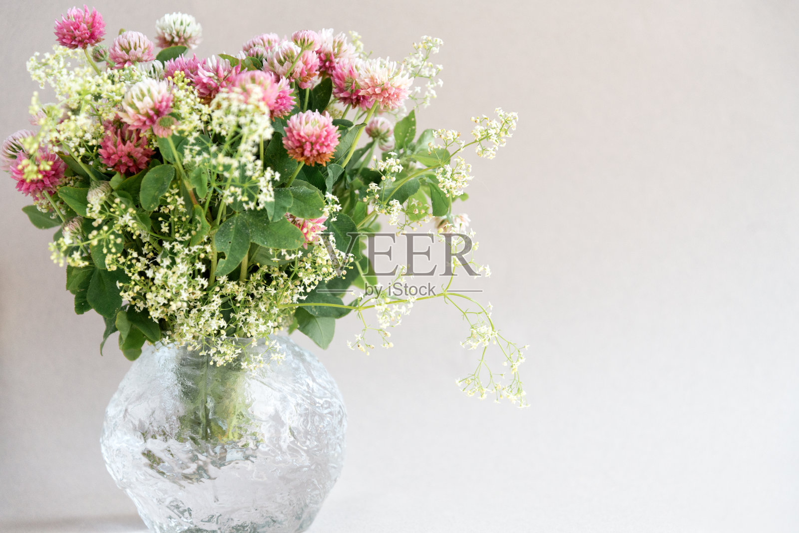 一束粉红色的三叶草花，花的背景照片摄影图片