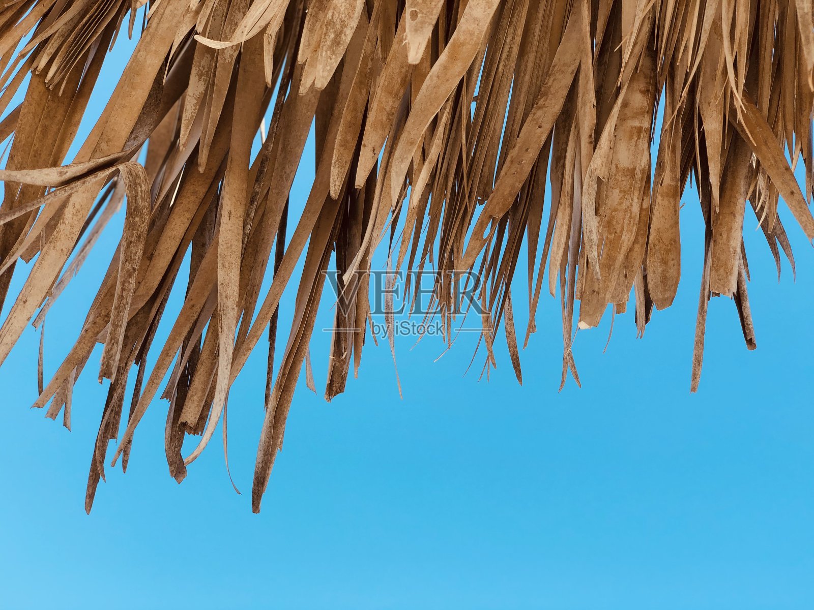 热带干叶和蓝天照片摄影图片