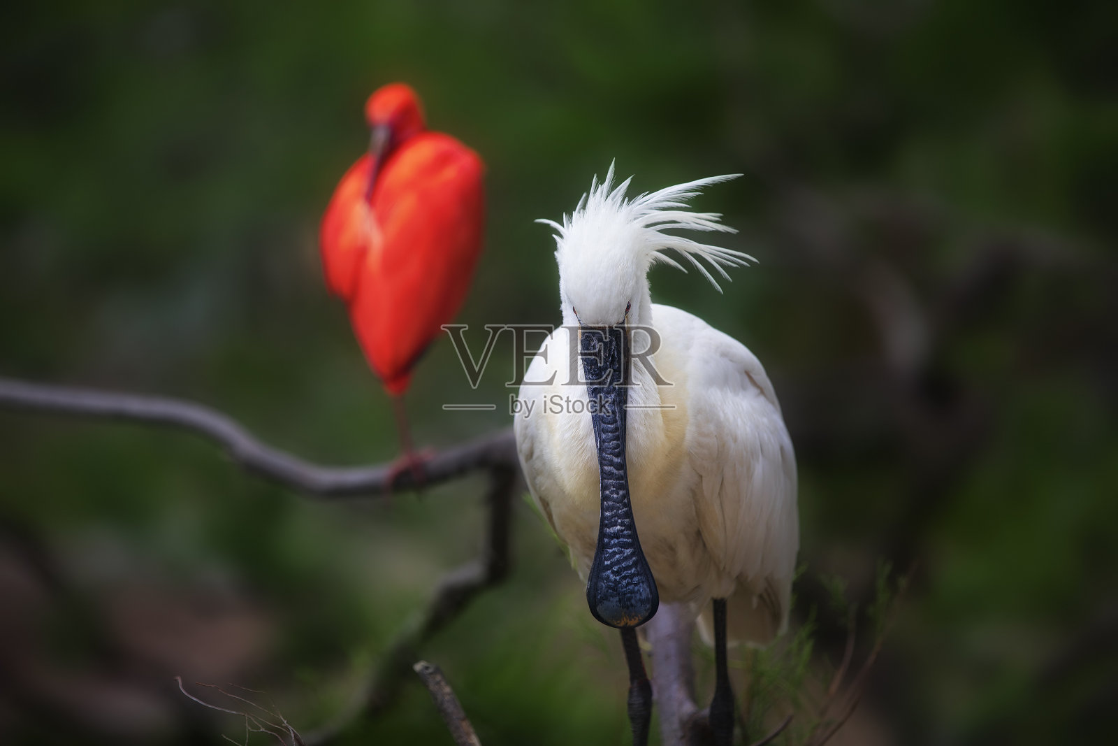 欧亚琵鹭的肖像照片摄影图片