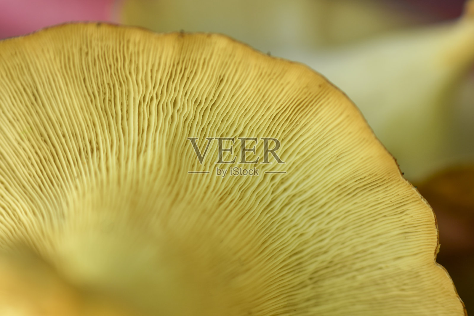 平菇皮纹理。高清图像和大分辨率。可以用作背景和壁纸。网页横幅consepts。照片摄影图片