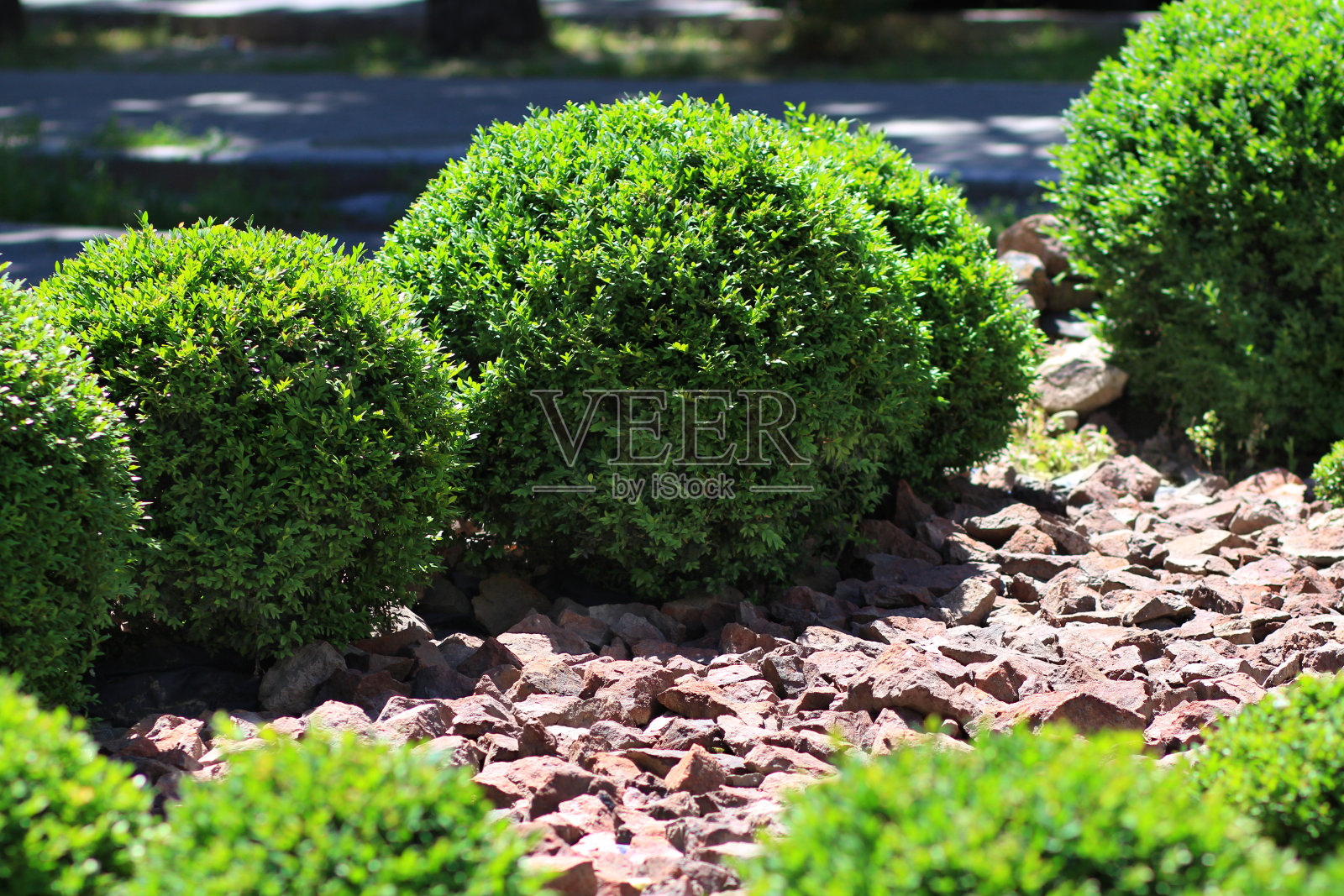 装饰绿色灌木。对冲。石砂岩、花岗岩。景观设计照片摄影图片