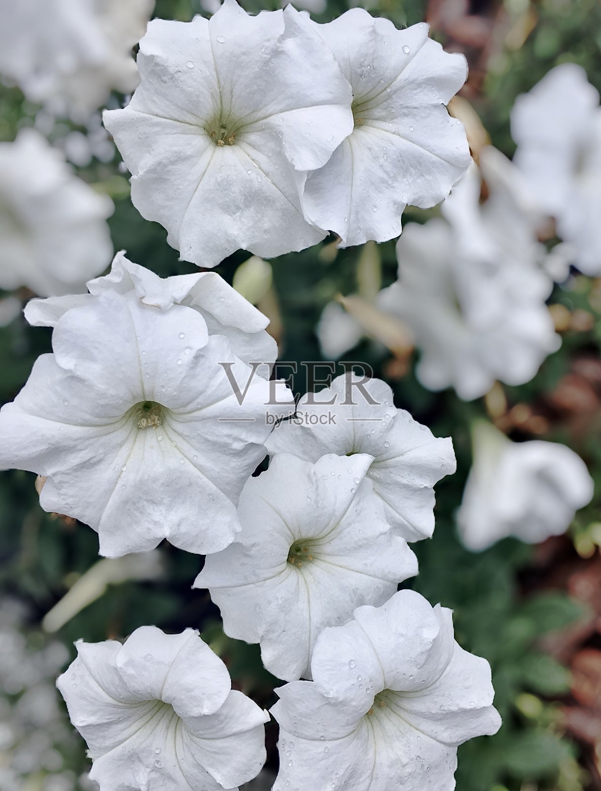 白色的花朵照片摄影图片