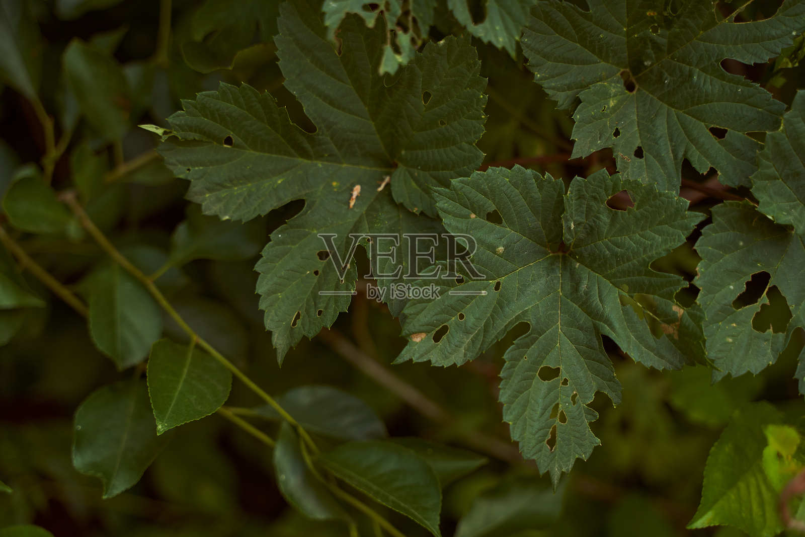 覆盆子的叶子。Plant-eaten灌木特写照片摄影图片