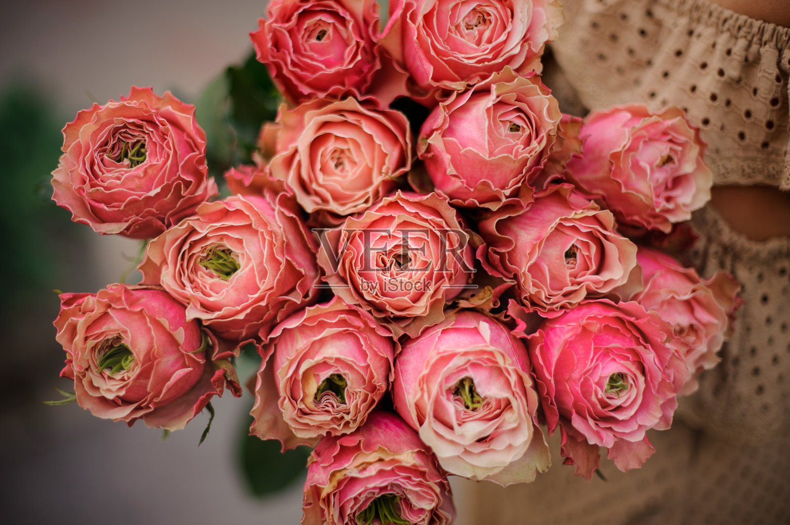 特写的鲜红花蕾牡丹玫瑰在花束I照片摄影图片