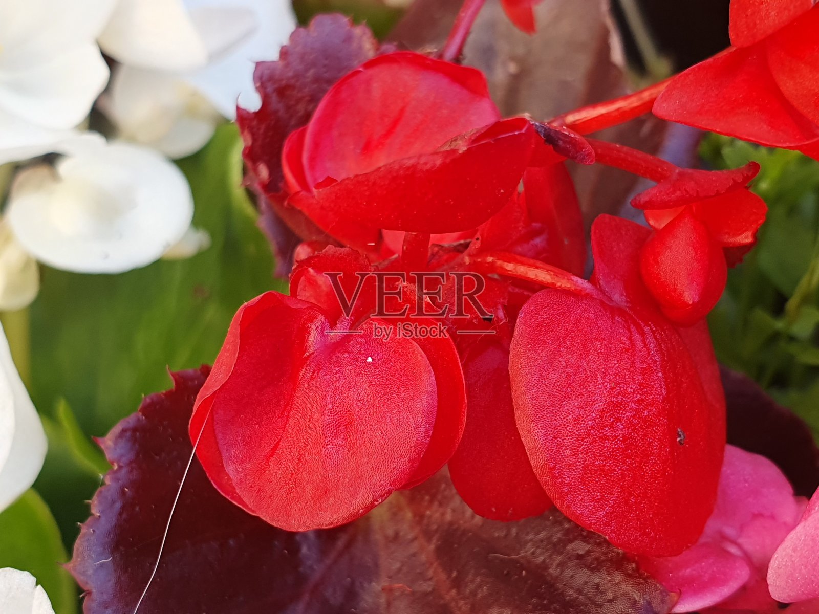 花园和花卉摄影在Medway，肯特郡，英国2020照片摄影图片