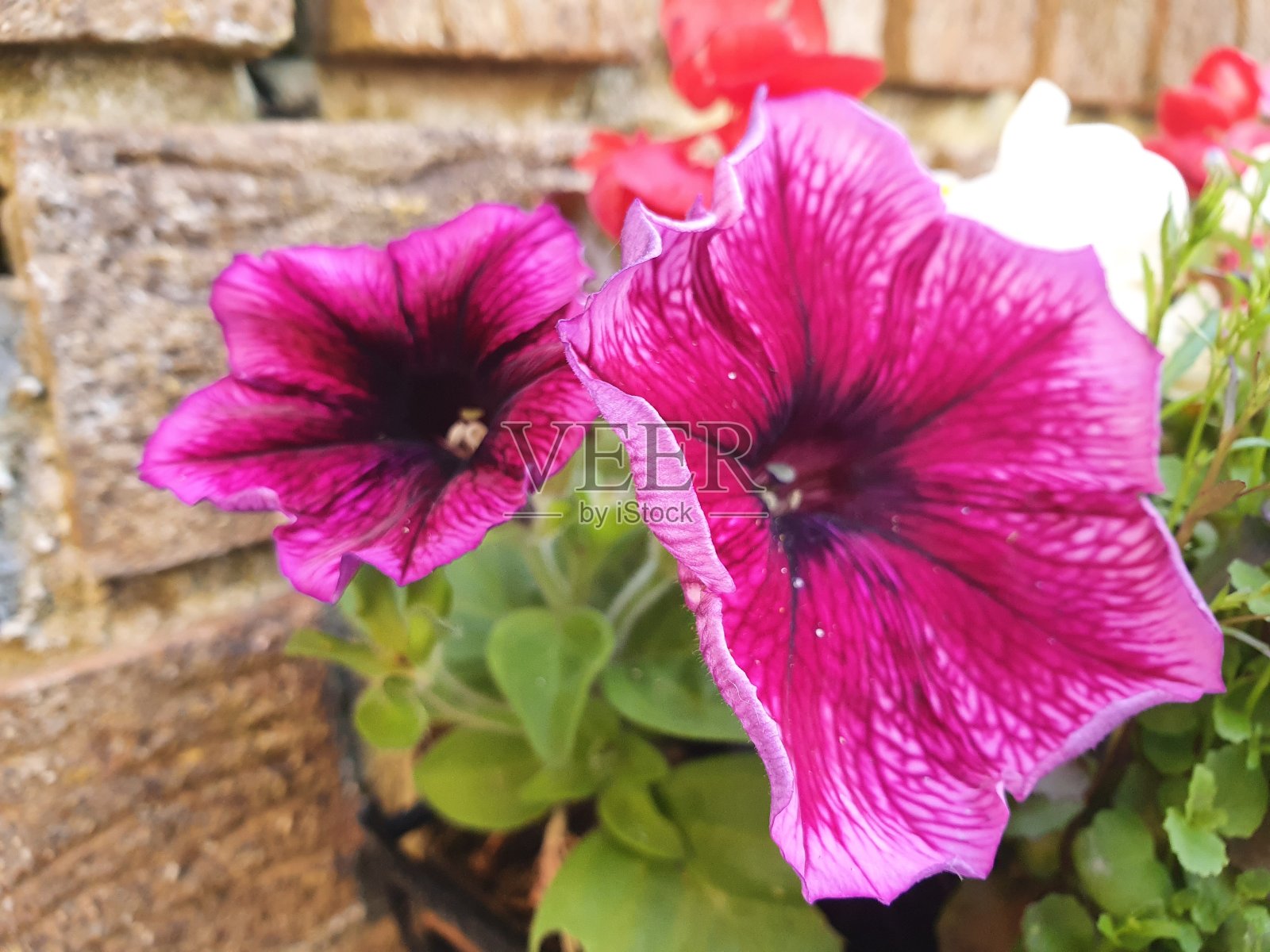 花园和花卉摄影在Medway，肯特郡，英国2020照片摄影图片