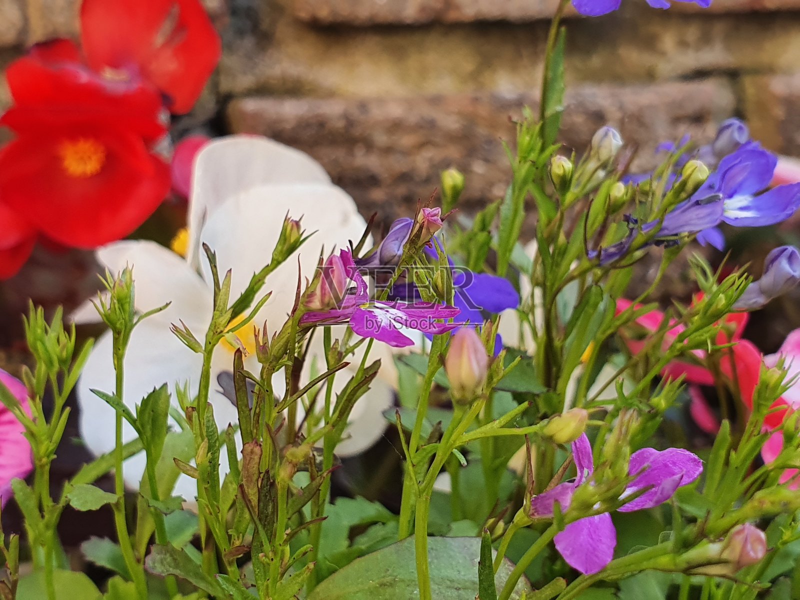 花园和花卉摄影在Medway，肯特郡，英国2020照片摄影图片