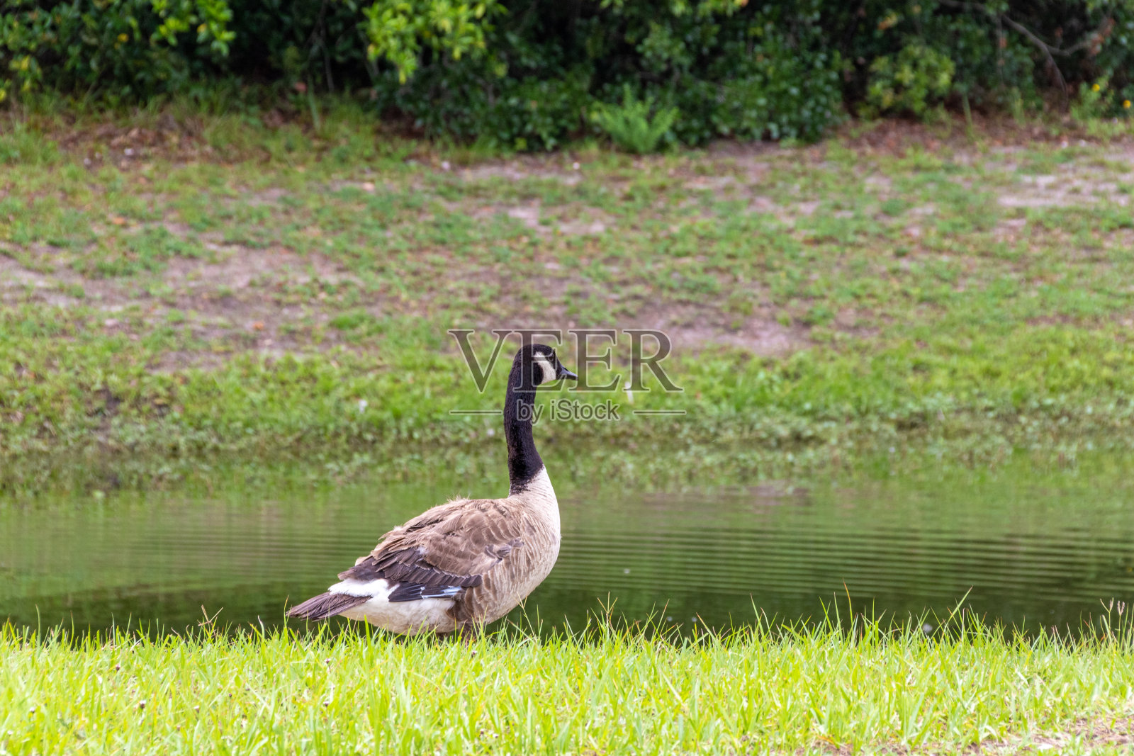 佛罗里达泻湖上的加拿大鹅照片摄影图片