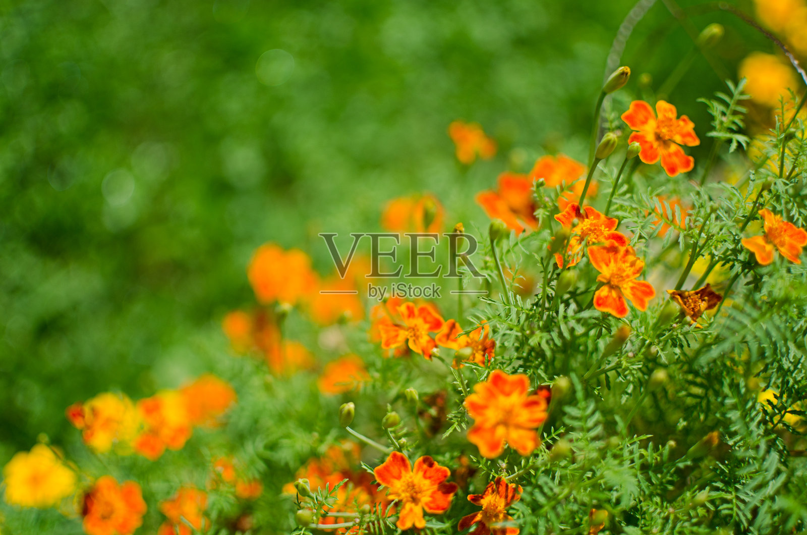 美丽的金盏花在户外盛开照片摄影图片