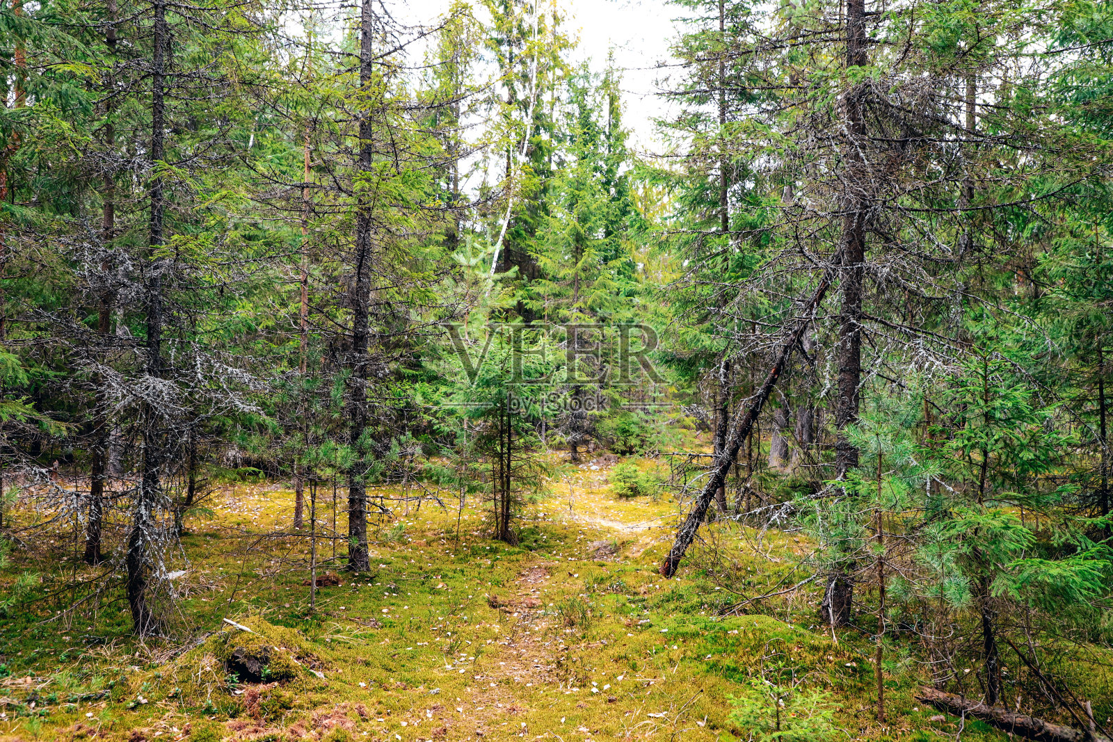 景观为绿色云杉林。照片摄影图片