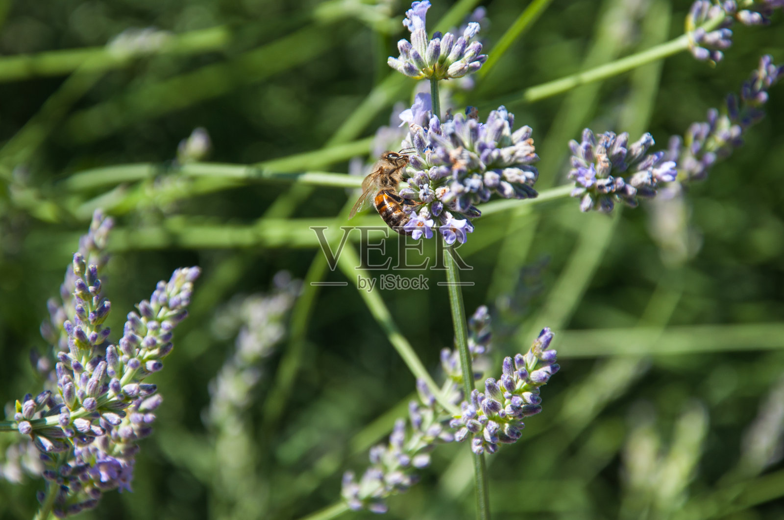 薰衣草花上的蜜蜂照片摄影图片